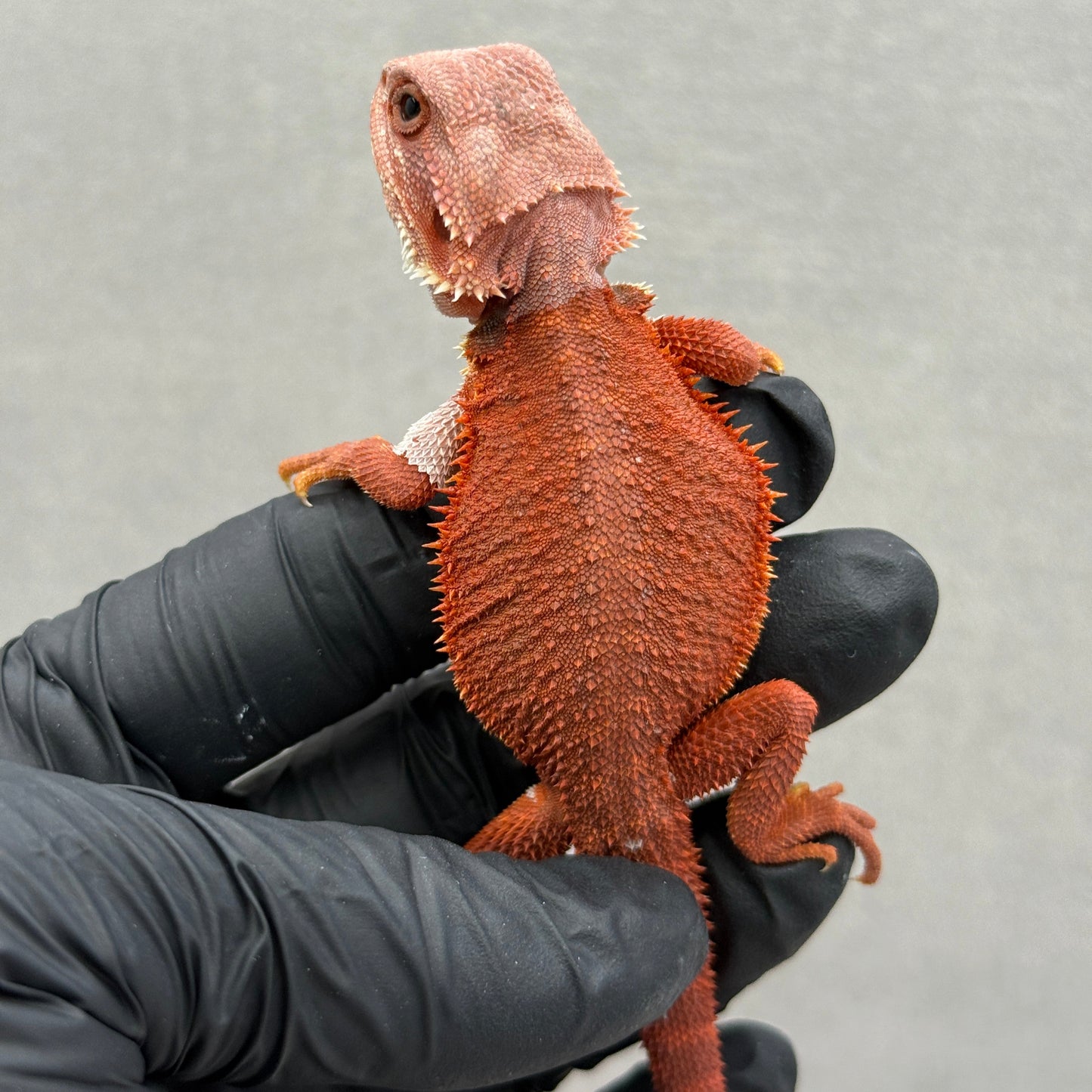 Hypo Trans Red Bearded Dragon 214