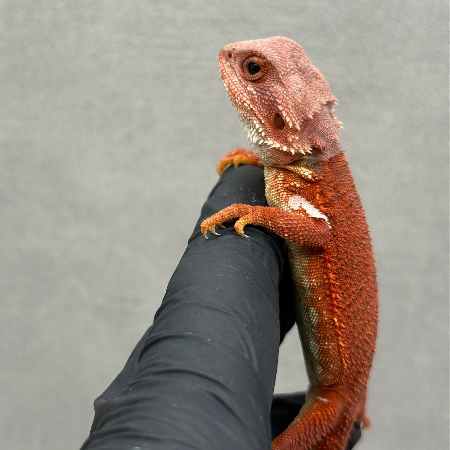 Hypo Trans Red Bearded Dragon 214
