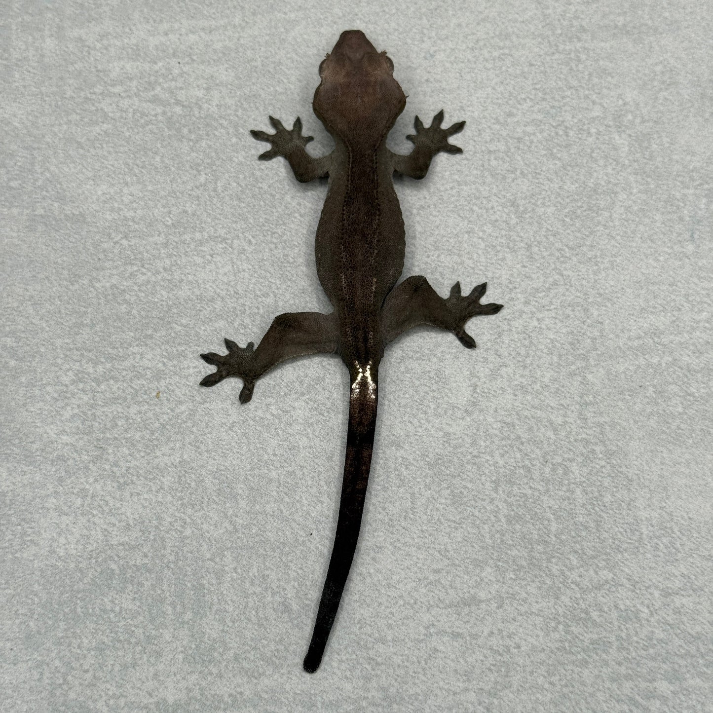 Visual Axanthic Crested Gecko 215
