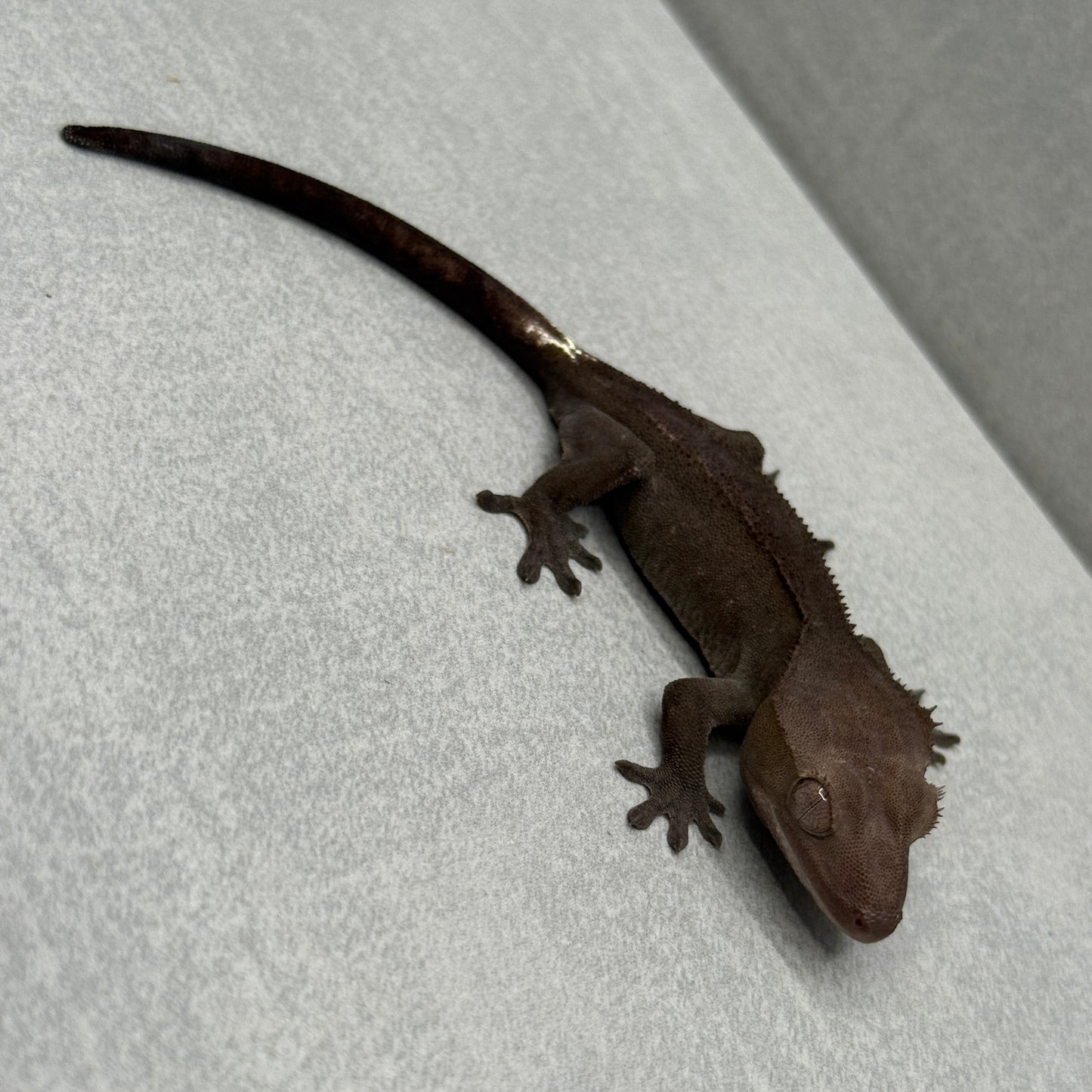 Visual Axanthic Crested Gecko 215