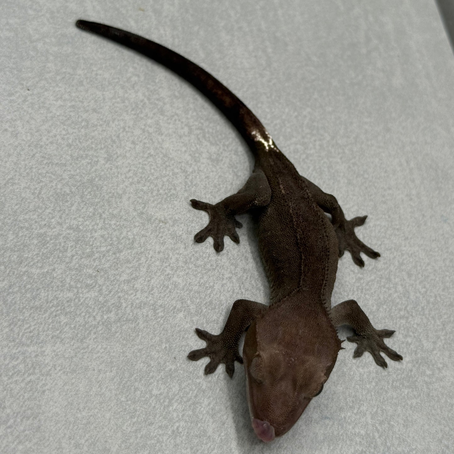 Visual Axanthic Crested Gecko 215