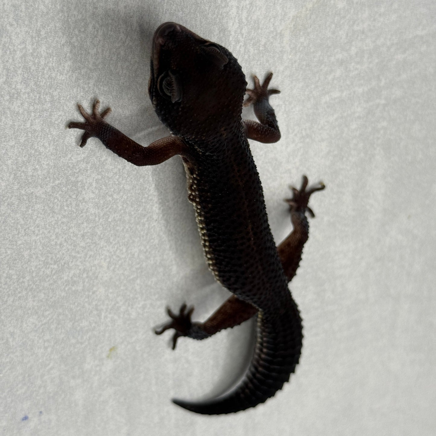 Black Night Leopard Gecko 217