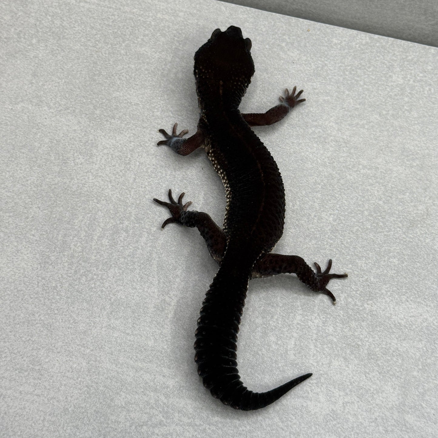 Black Night Leopard Gecko 217