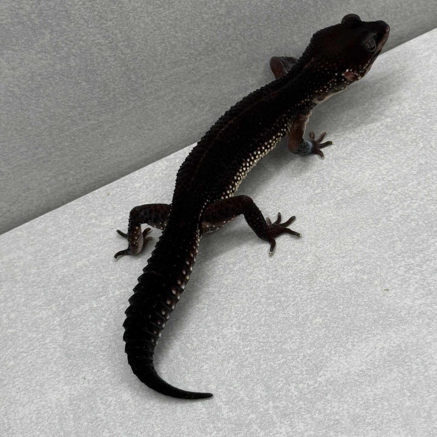 Black Night Leopard Gecko 217