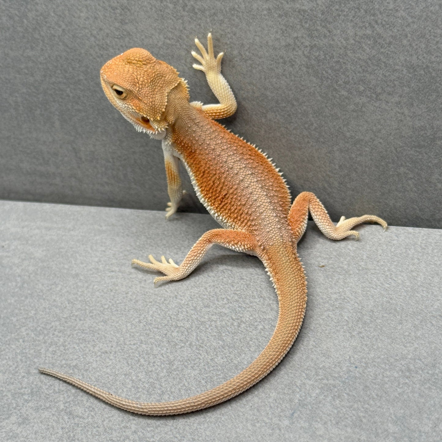 Hypo Witblit Bearded Dragon 219