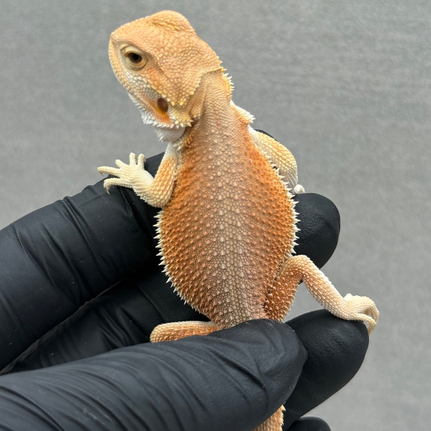 Hypo Witblit Bearded Dragon 219