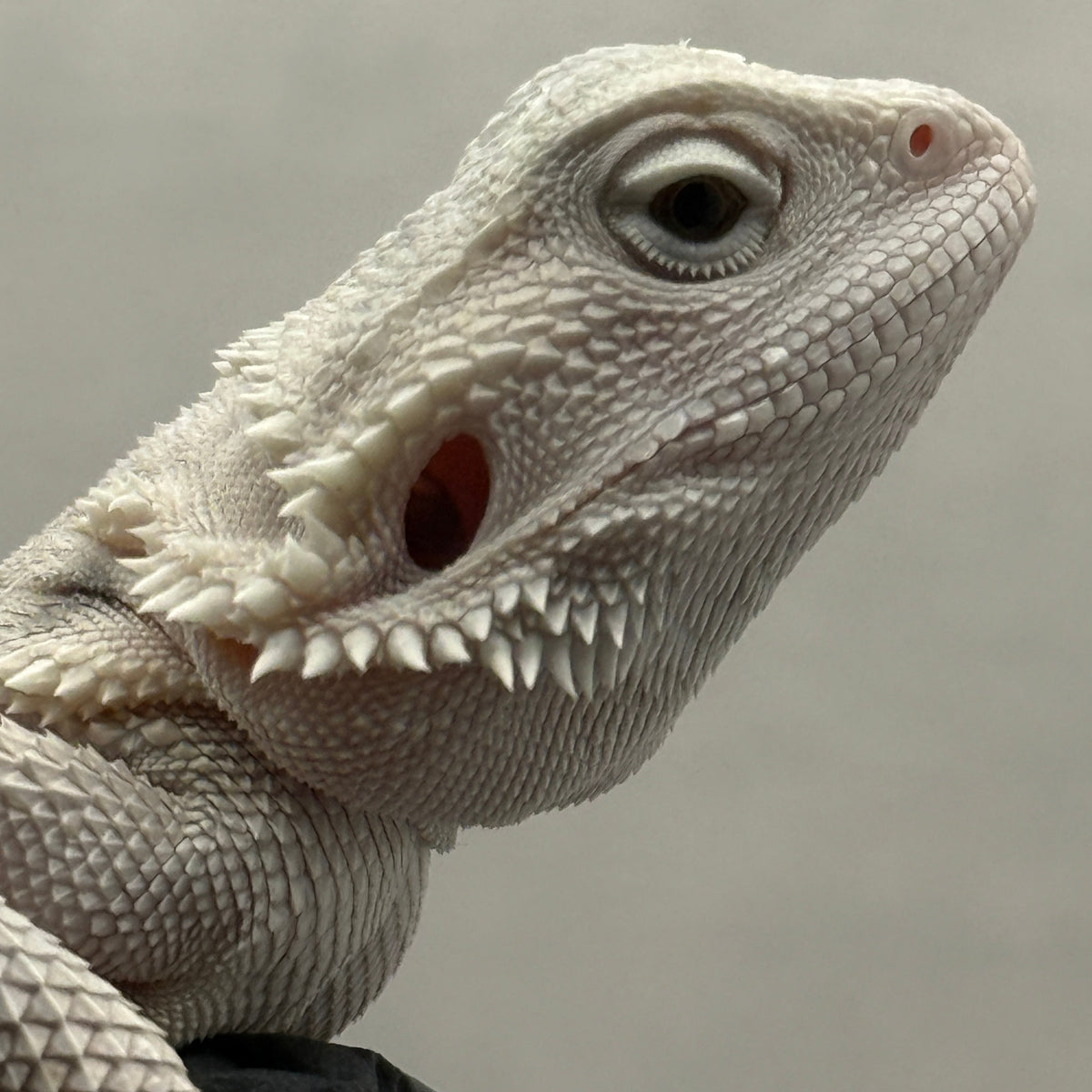 Hypo Zero Bearded Dragon 775