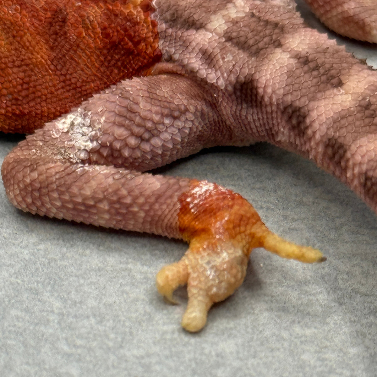 Red Trans Leatherback Bearded Dragon 431