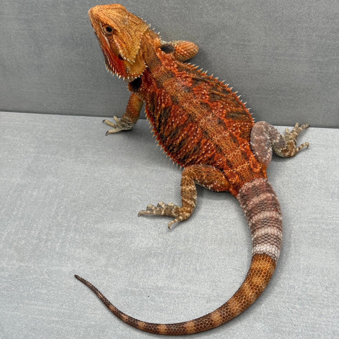 Orange Tran Bearded Dragon 262