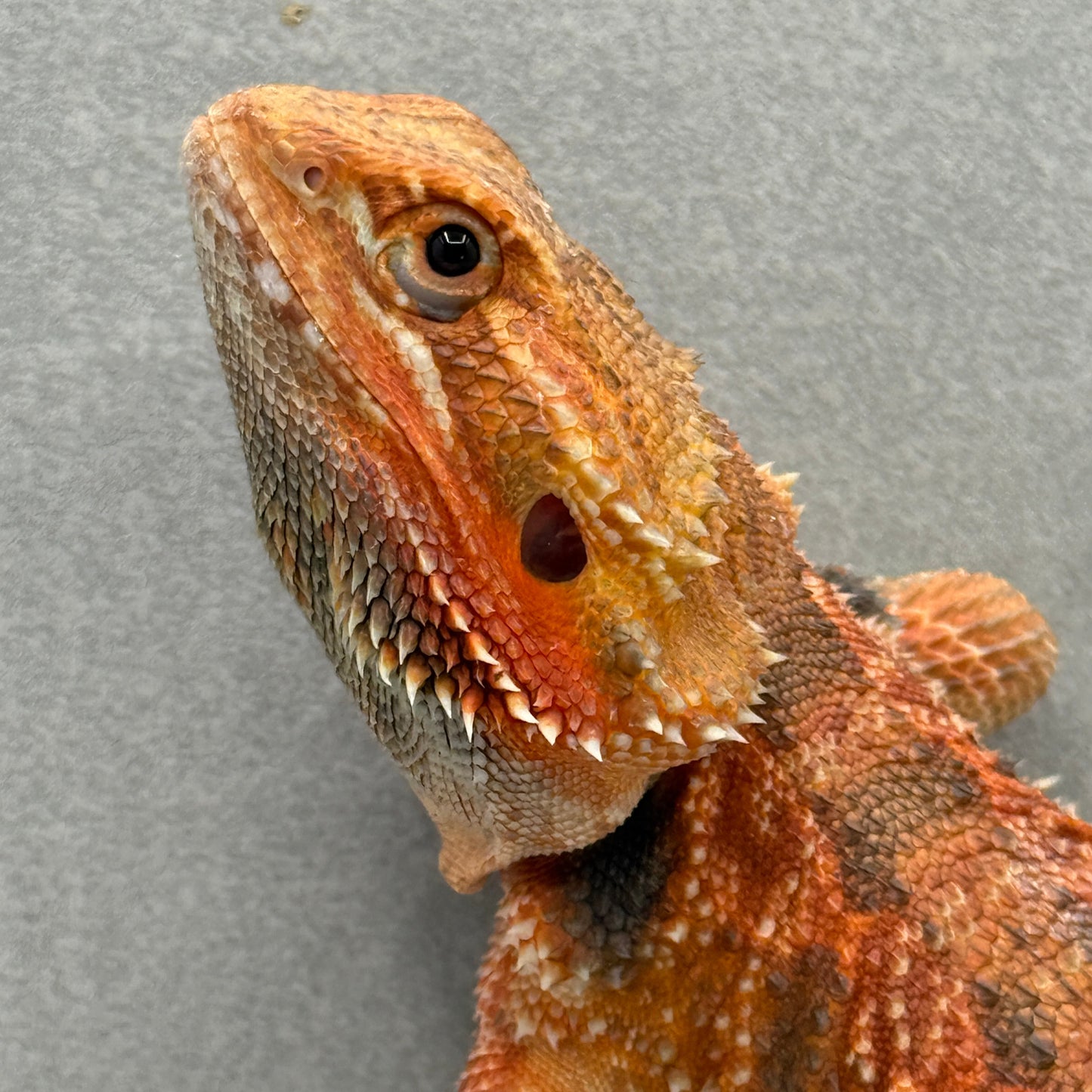 Orange Tran Bearded Dragon 262