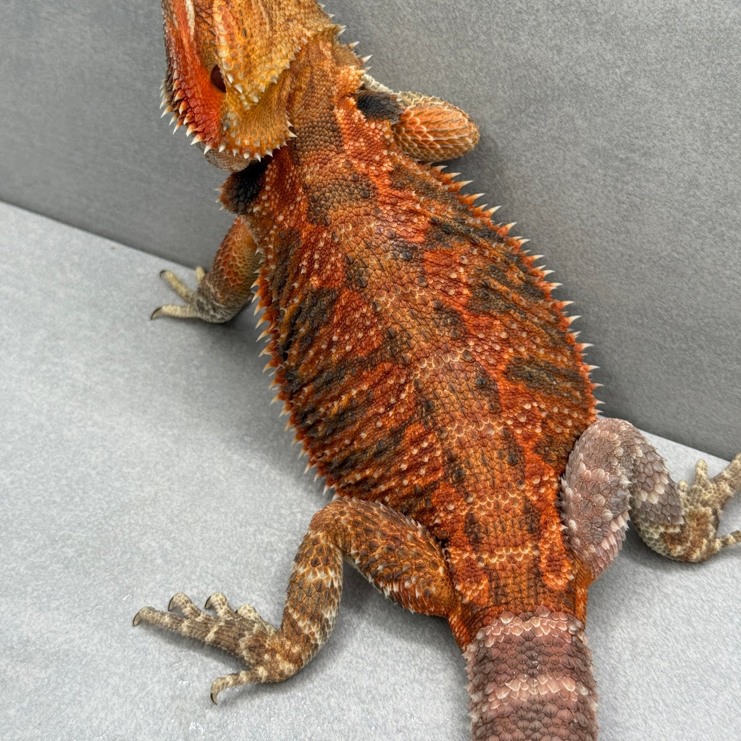 Orange Tran Bearded Dragon 262
