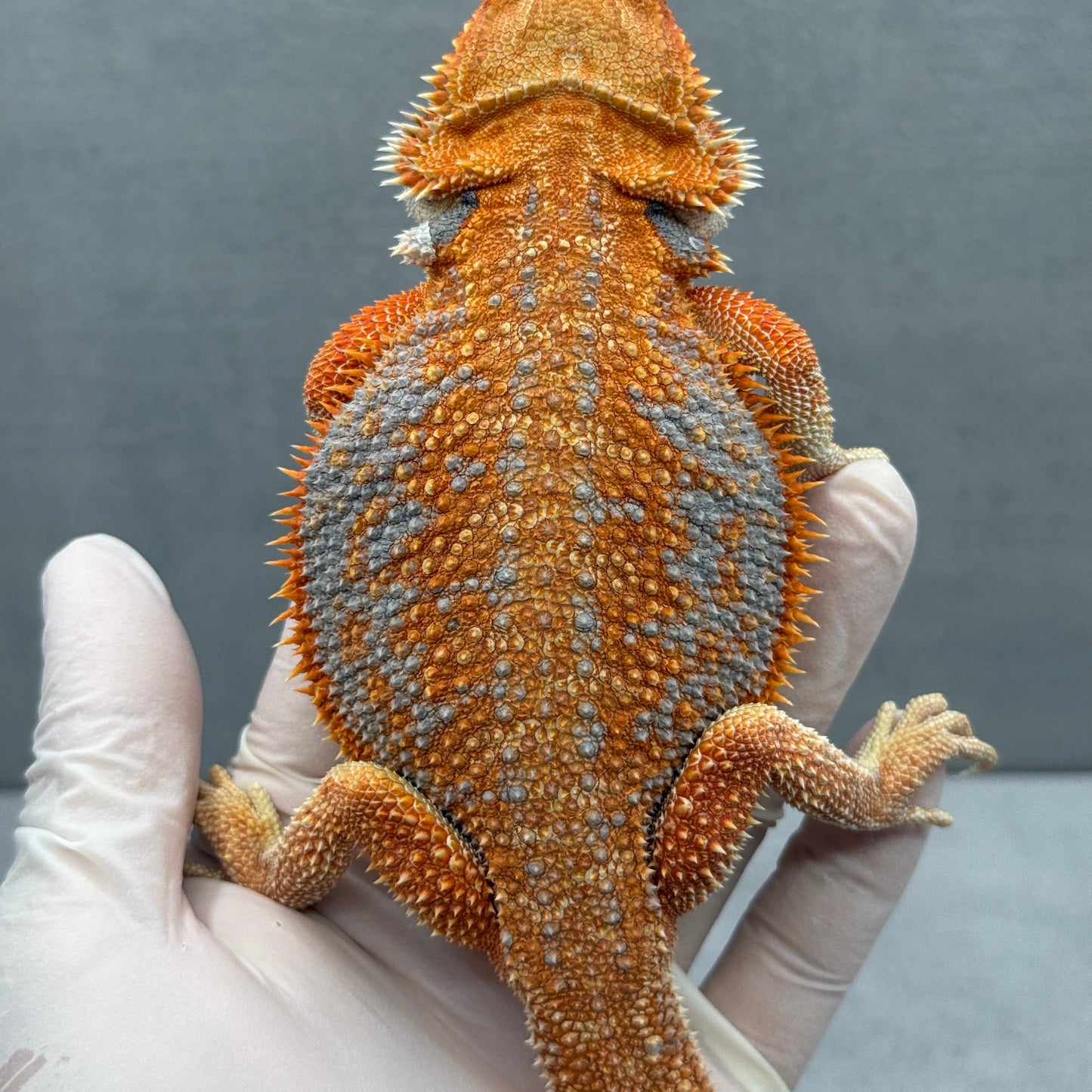 Hypo Dunner Orange Bearded Dragon 264