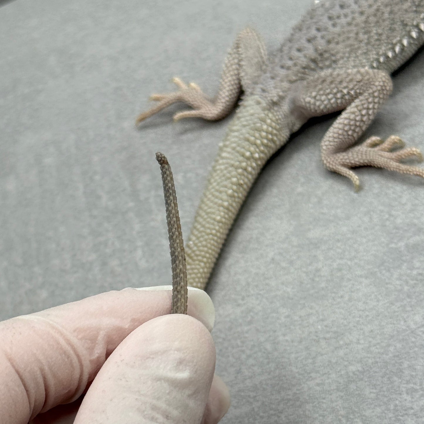 Hypo Zero Bearded Dragon 267