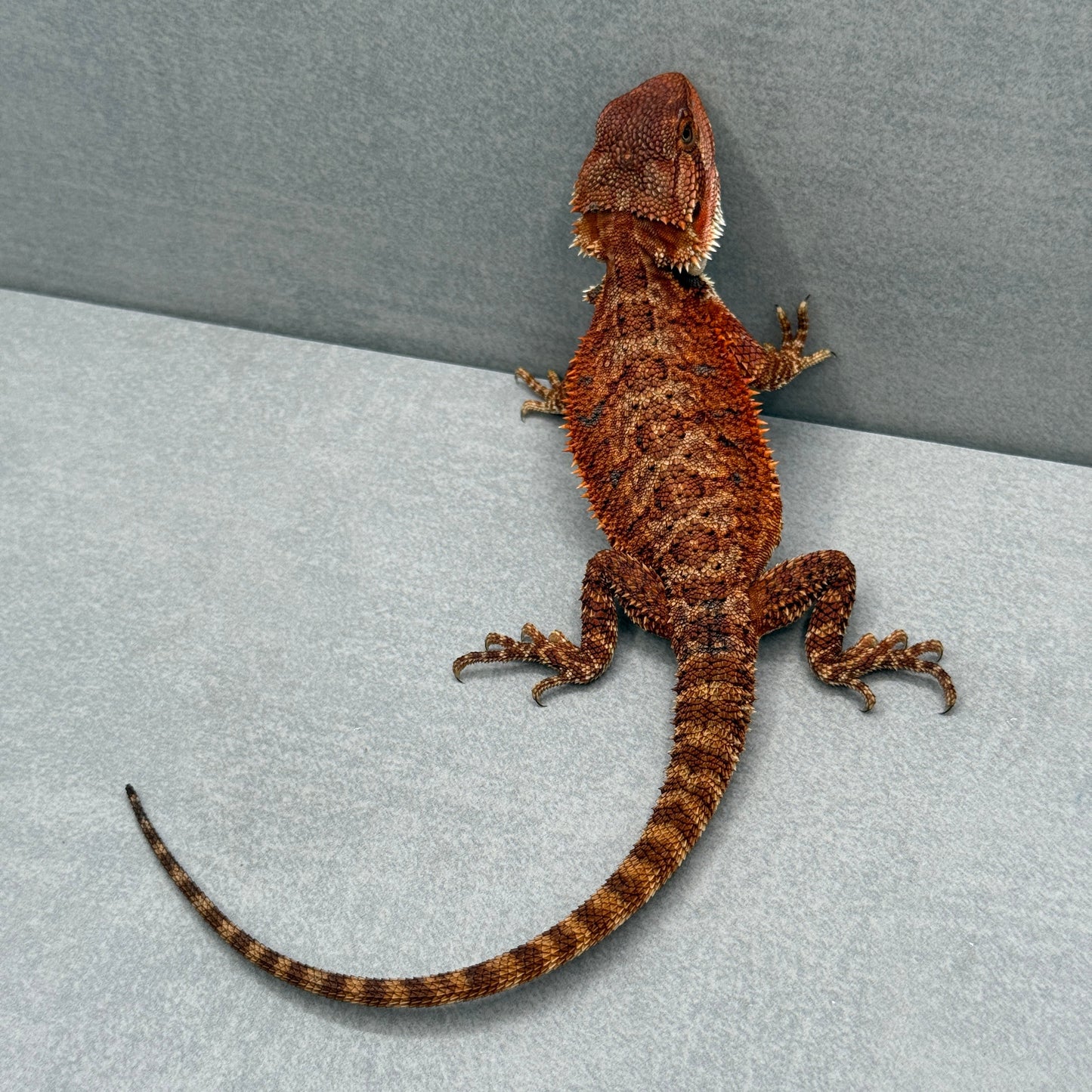 Full Red Monster Bearded Dragon 268
