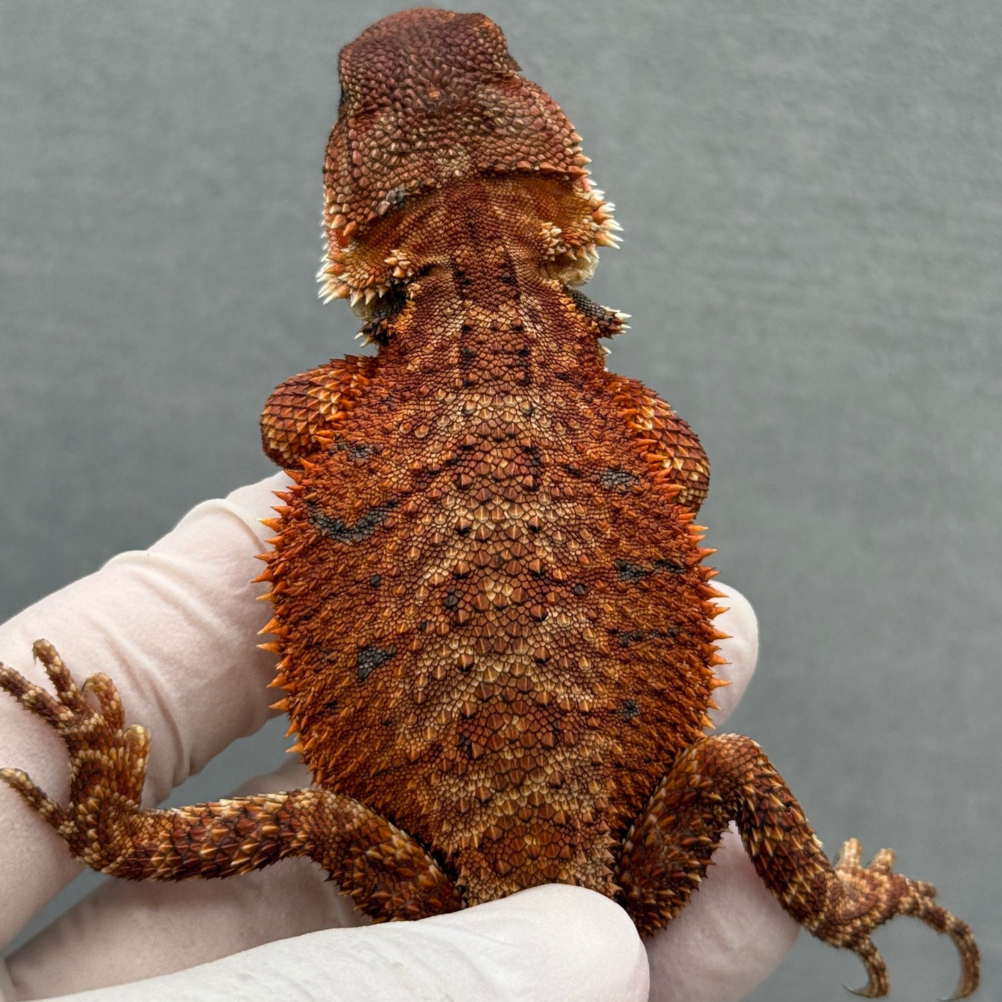 Full Red Monster Bearded Dragon 268