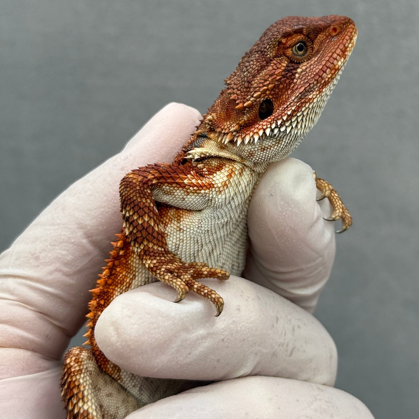 Full Red Monster Bearded Dragon 268