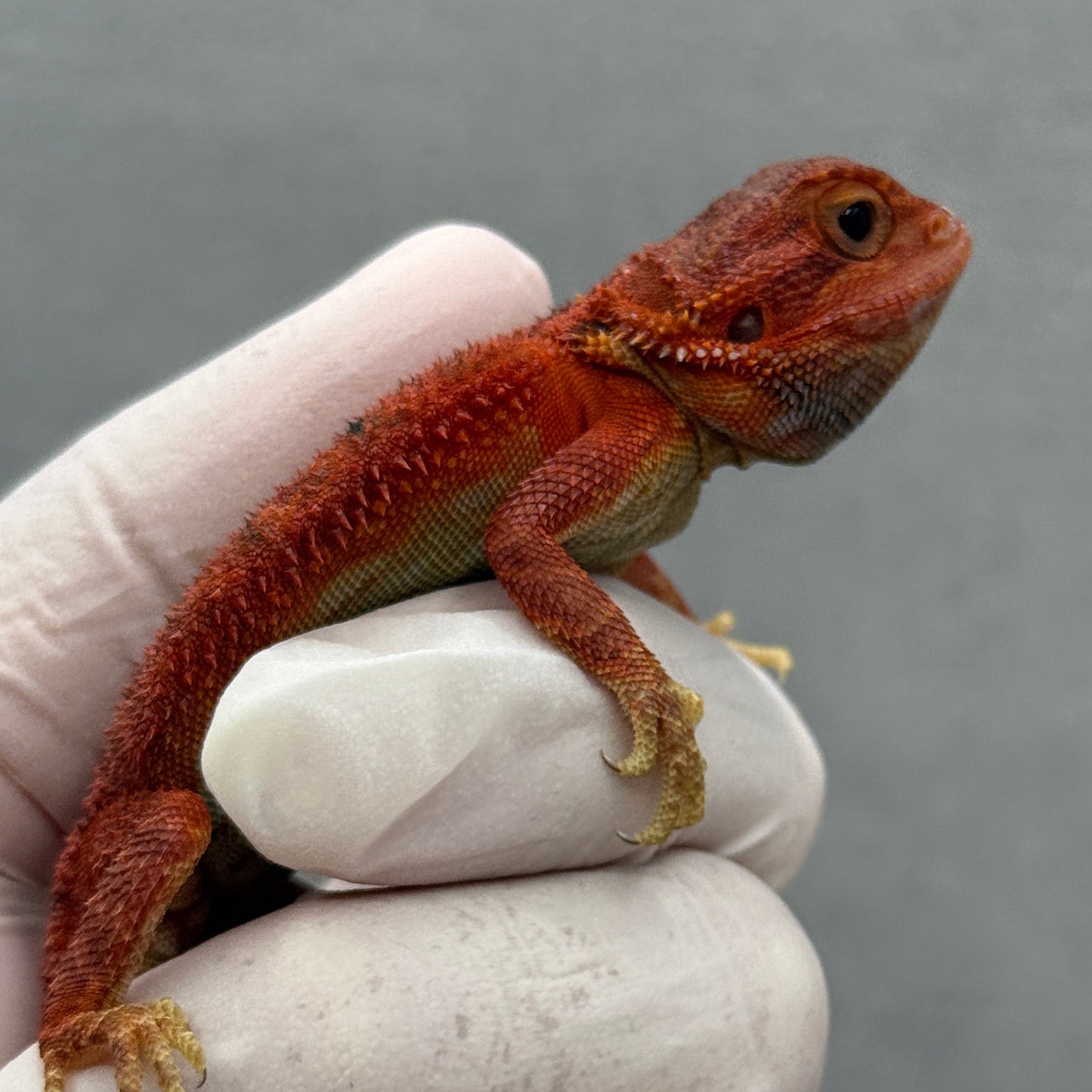 Red Trans Bearded Dragon 269