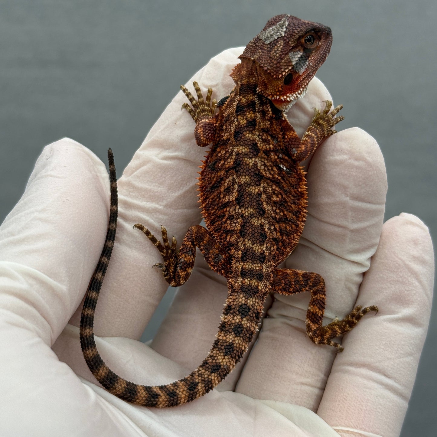 Full Red Monster Bearded Dragon 270
