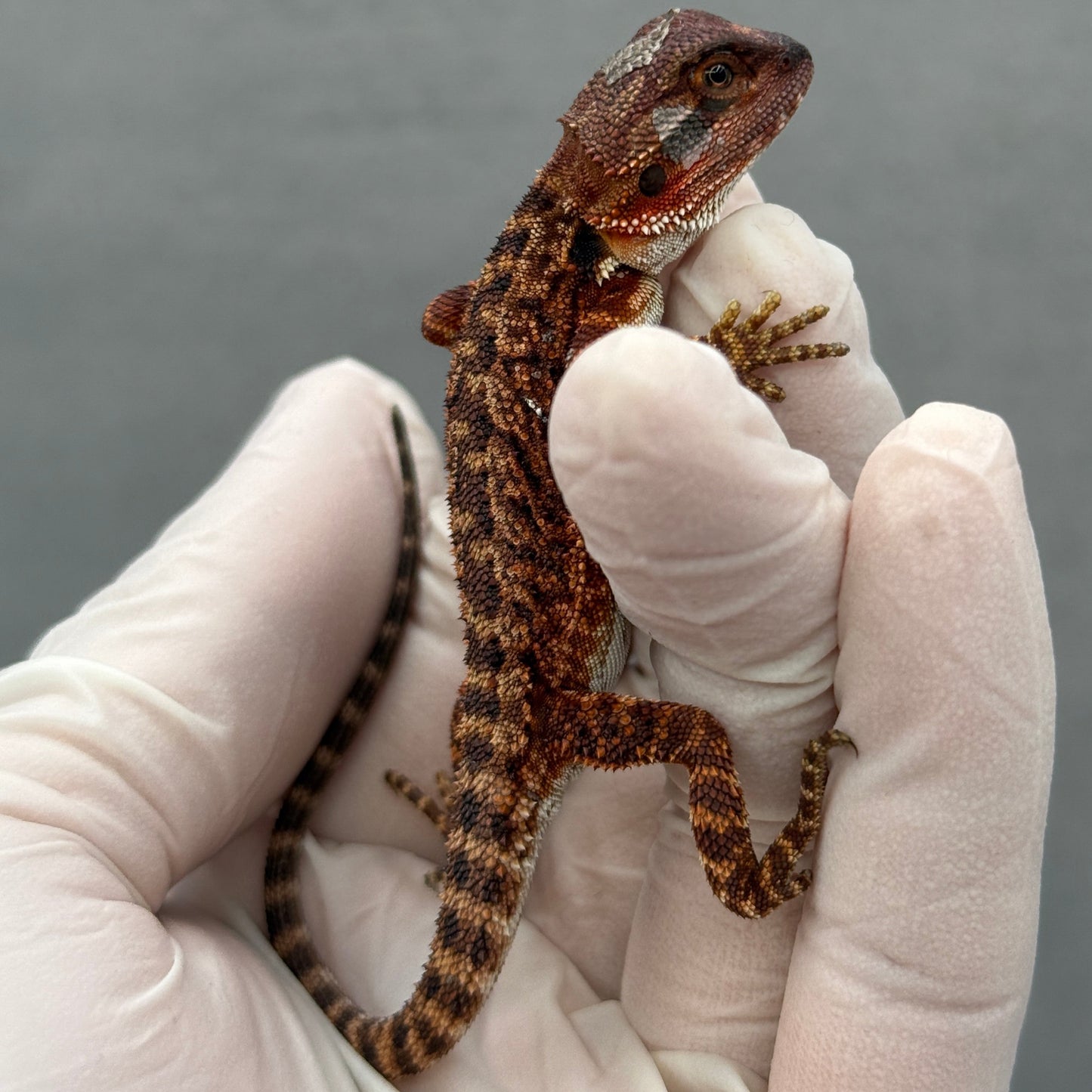 Full Red Monster Bearded Dragon 270