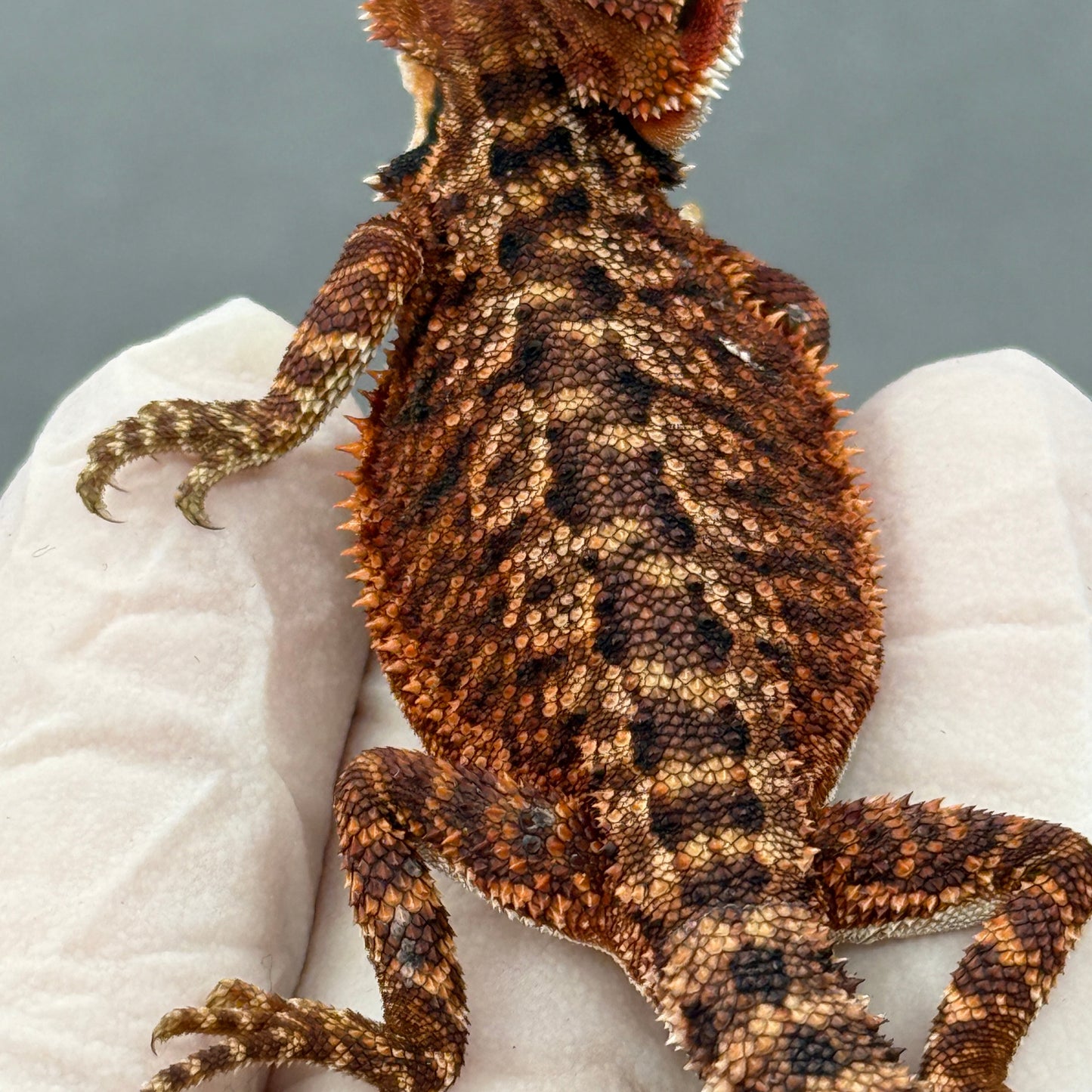 Full Red Monster Bearded Dragon 270