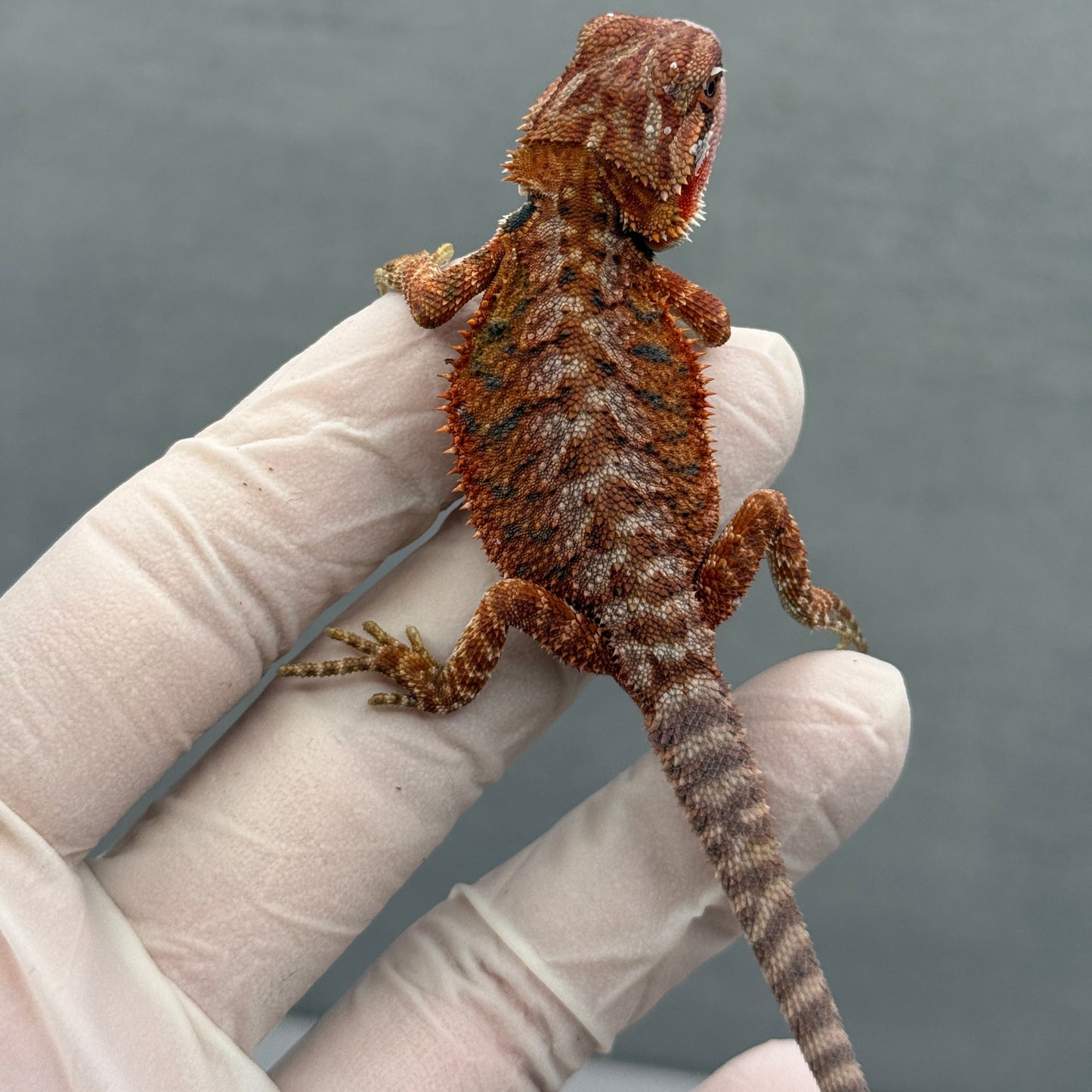 Hypo Red Monster Bearded Dragon 271
