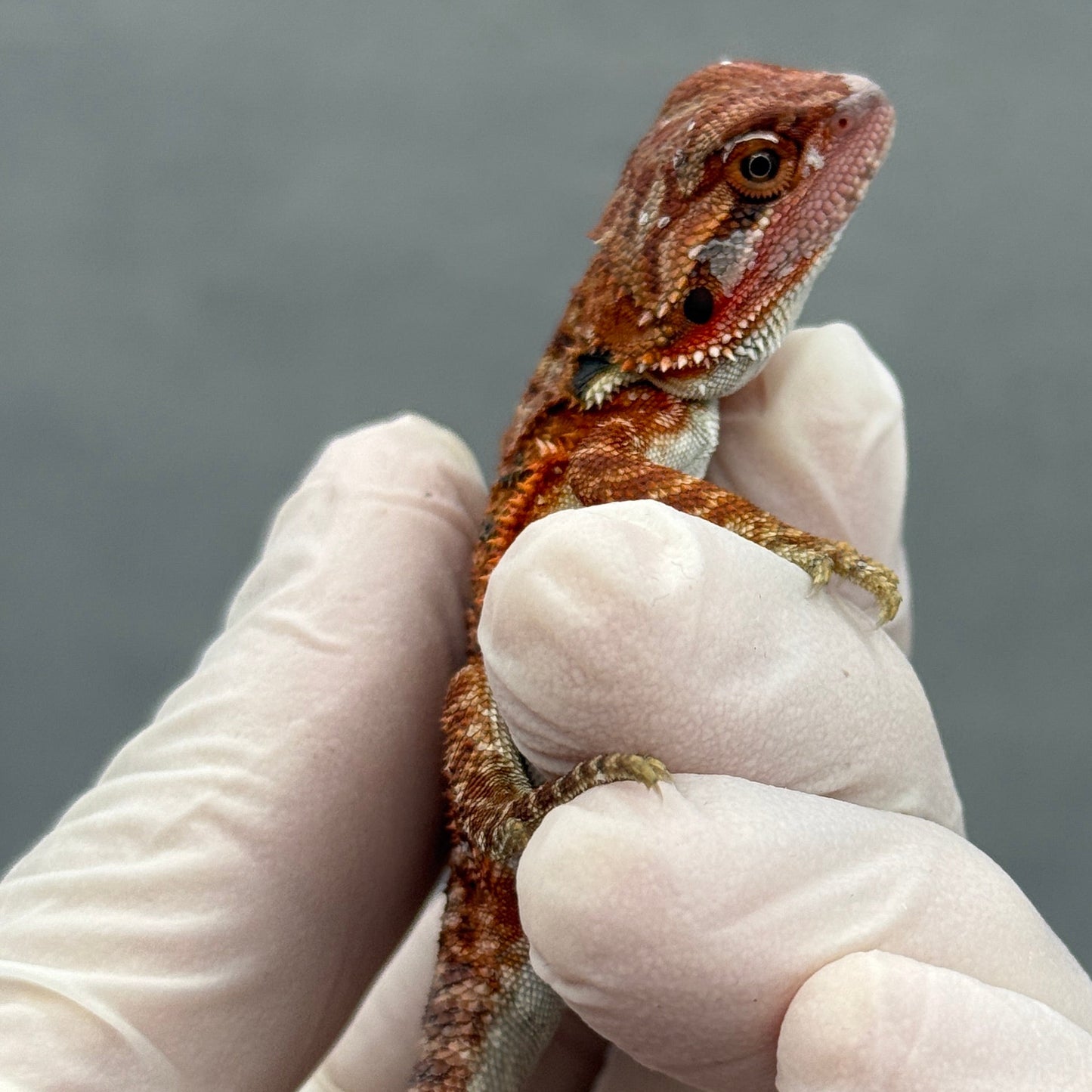 Hypo Red Monster Bearded Dragon 271