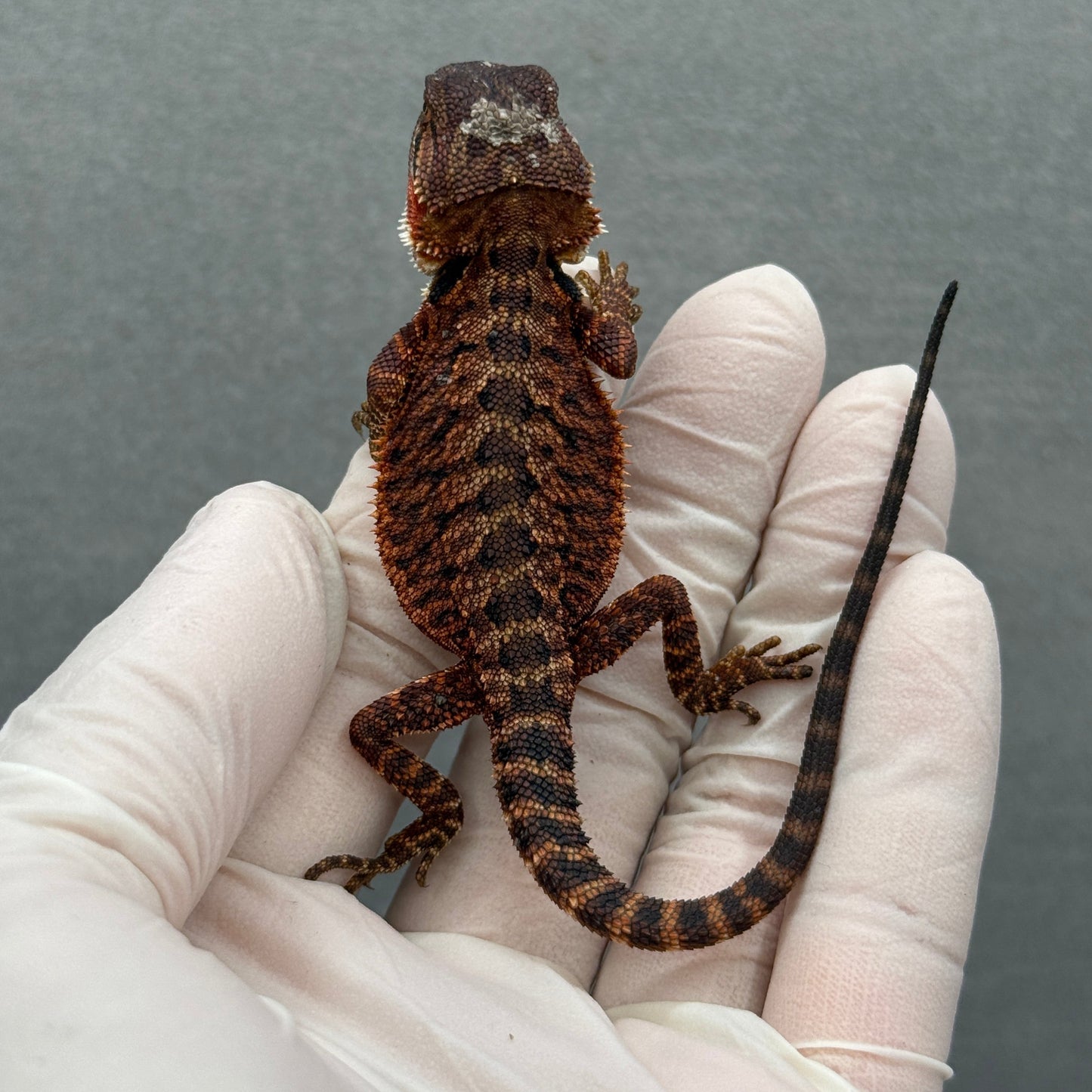 DARK Red Monster Bearded Dragon 273
