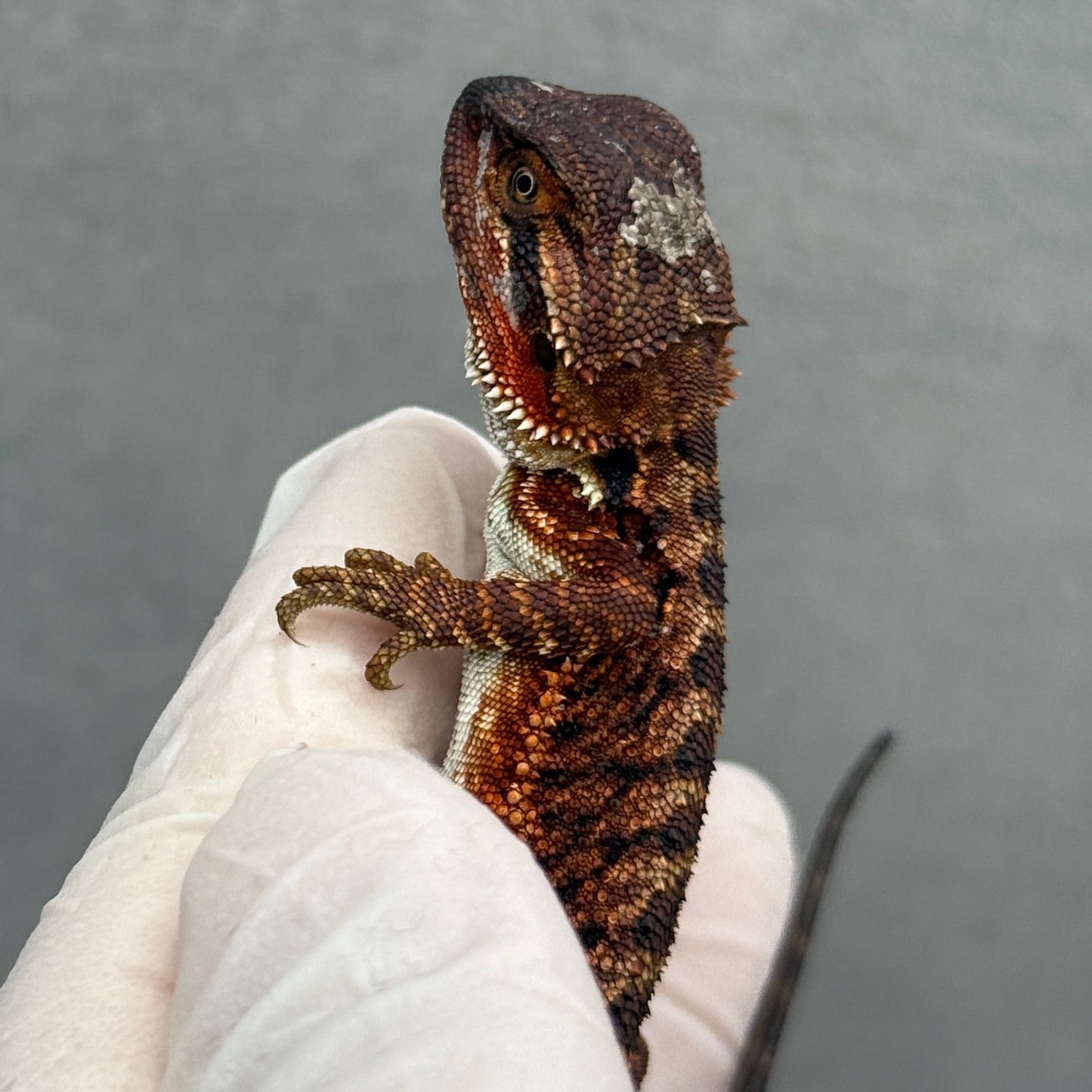 DARK Red Monster Bearded Dragon 273