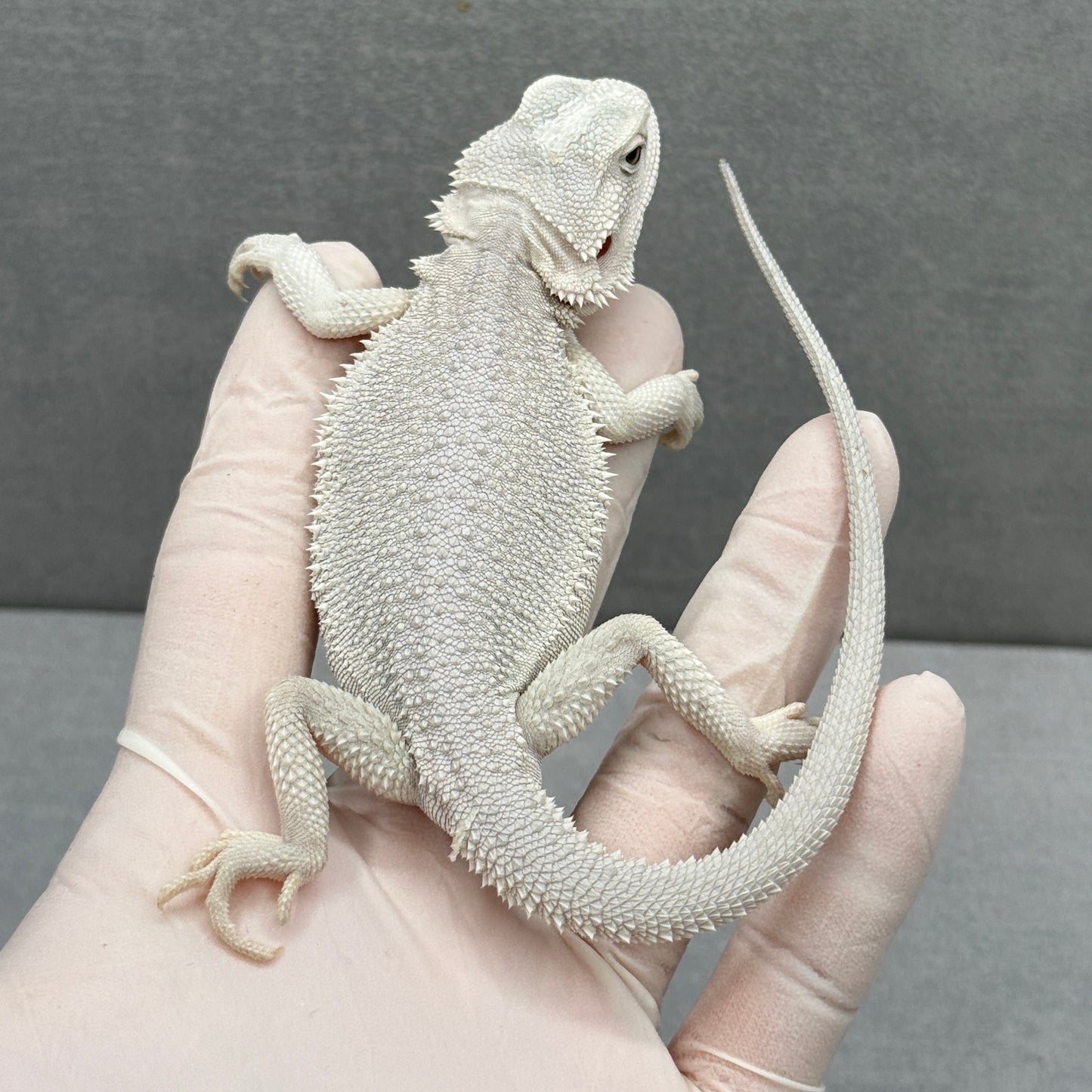 Hypo Zero Bearded Dragon 274