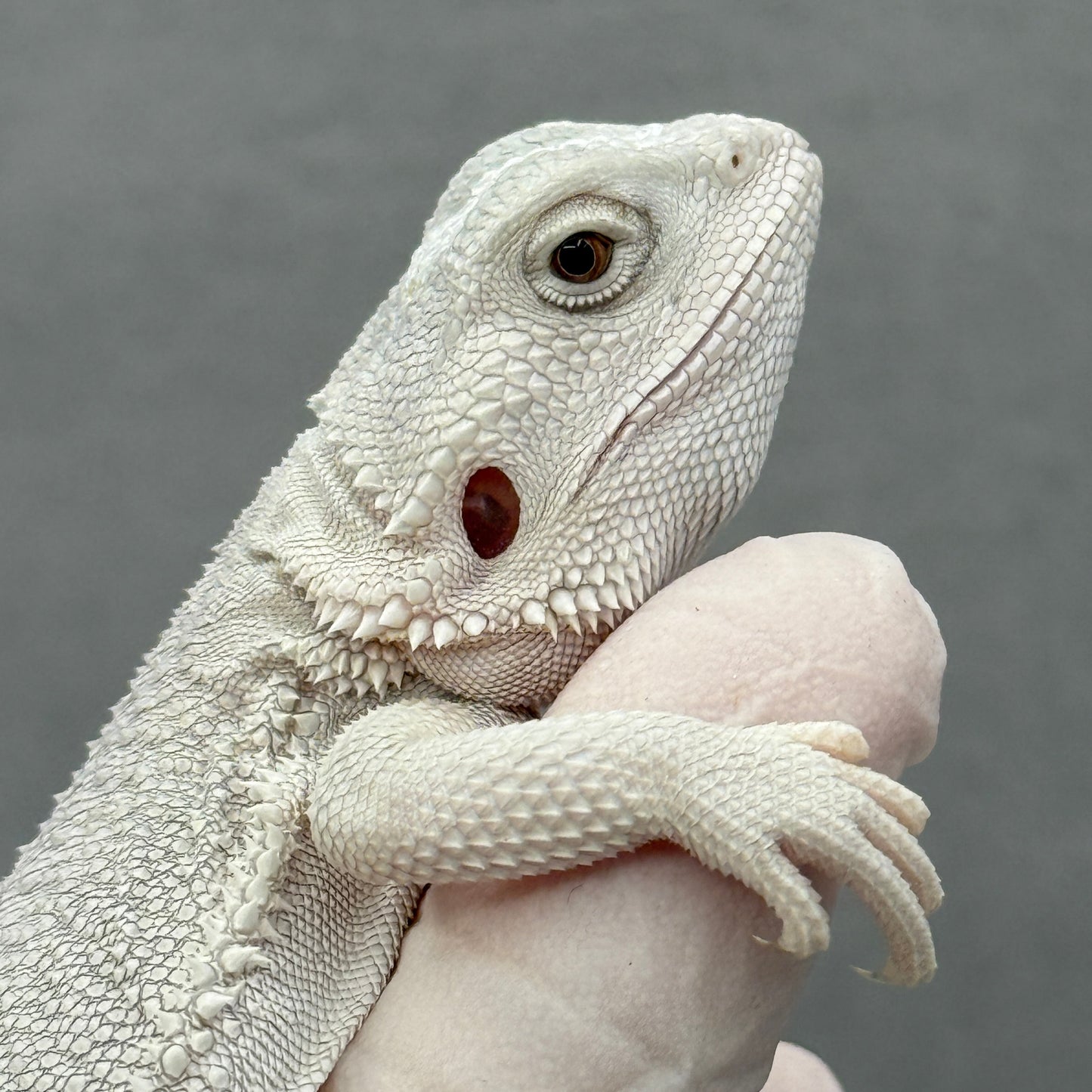 Hypo Zero Bearded Dragon 274