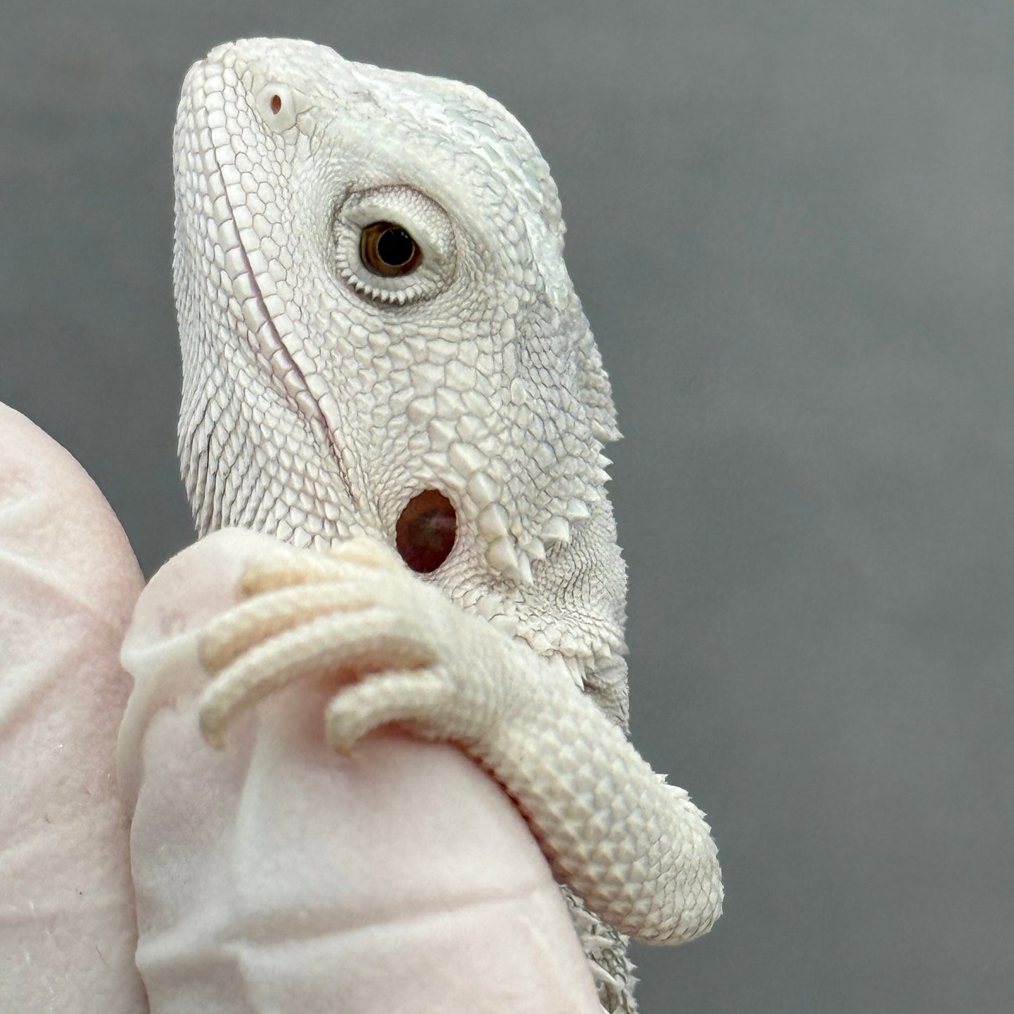 Hypo Zero Bearded Dragon 274