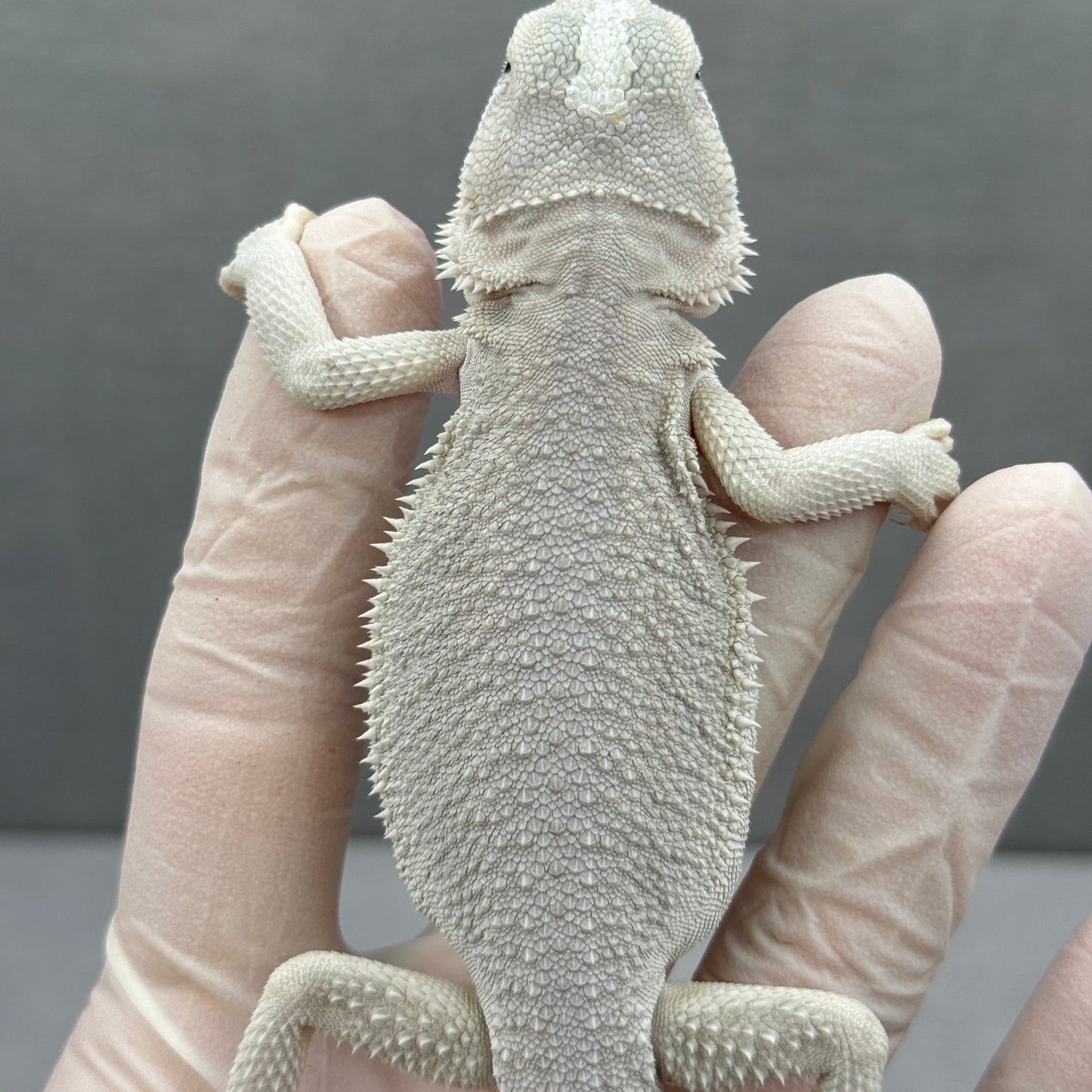 Hypo Zero Bearded Dragon 274