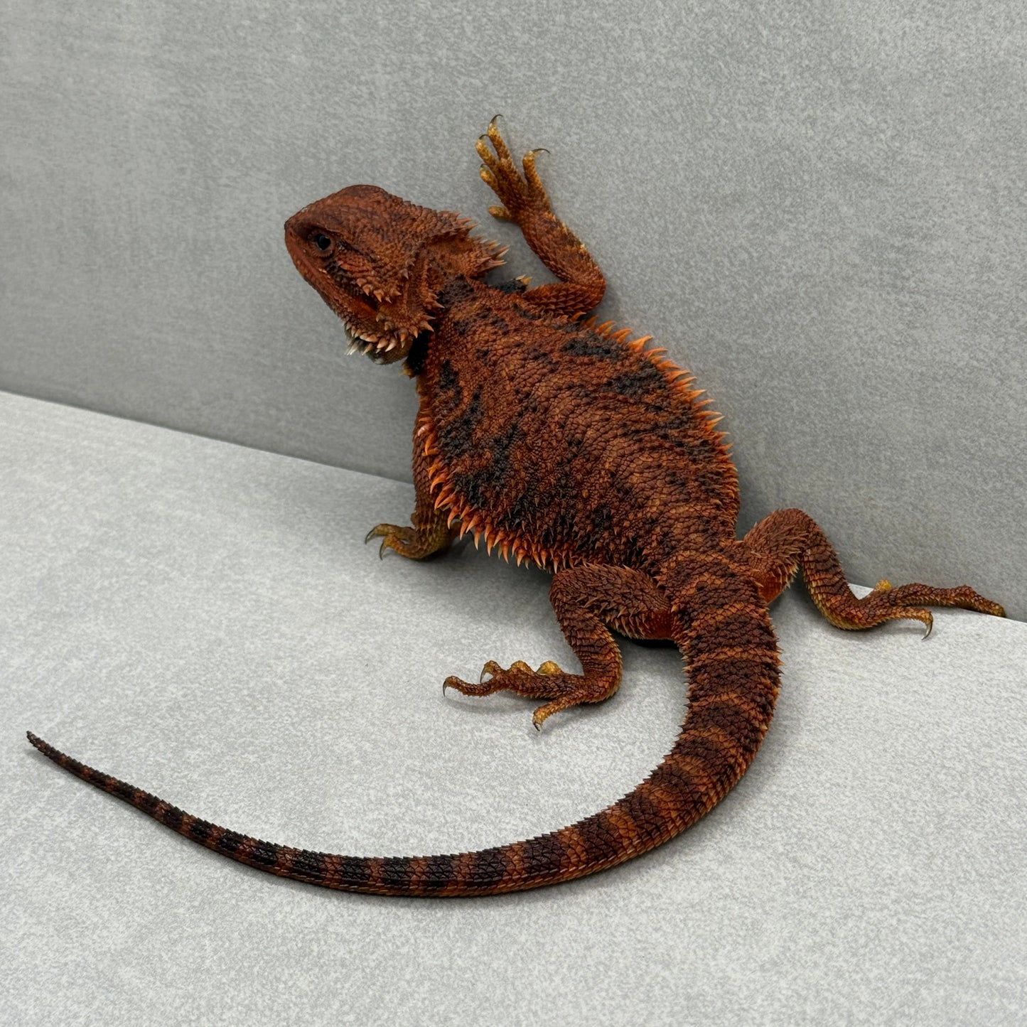 Trans Red Monster Bearded Dragon