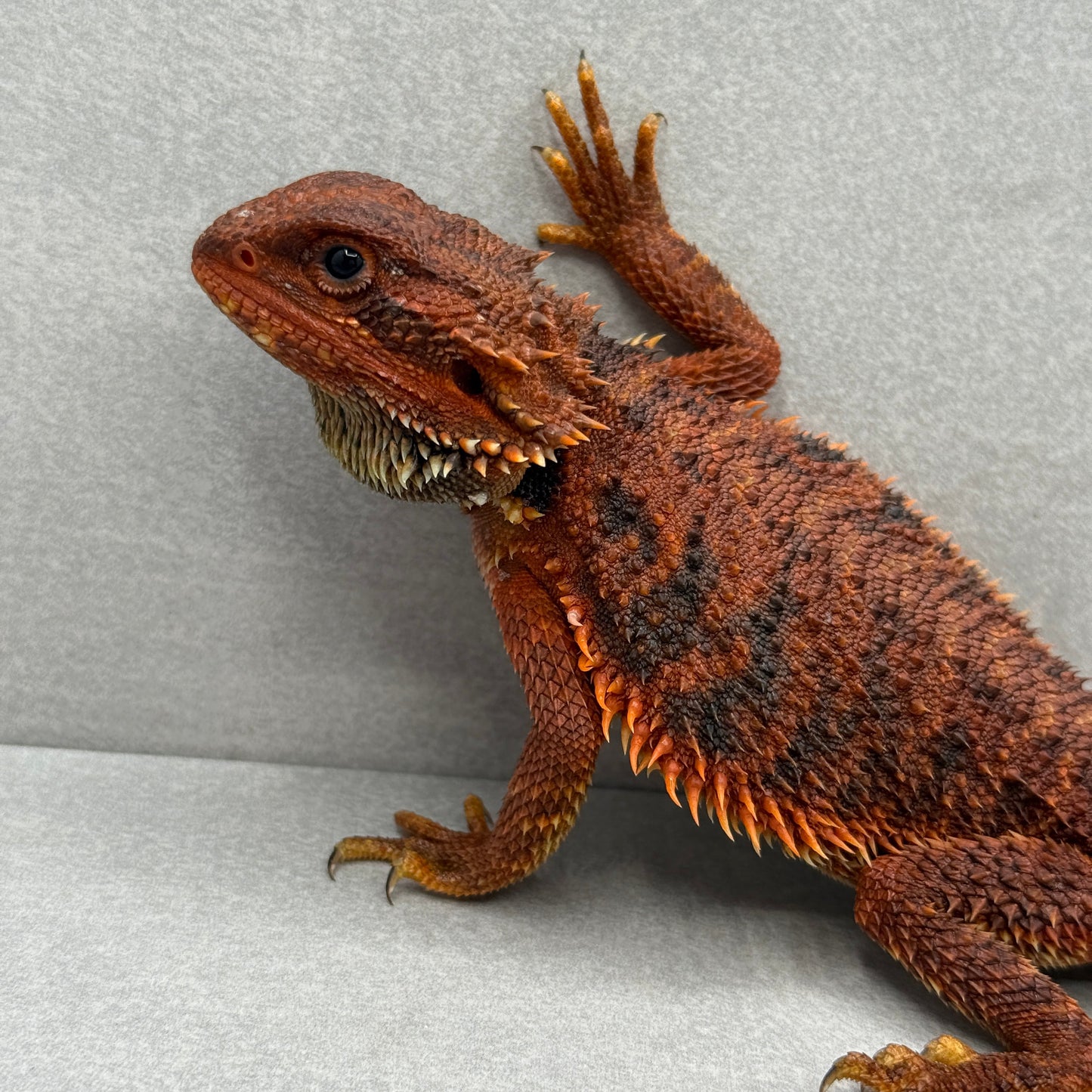 Trans Red Monster Bearded Dragon