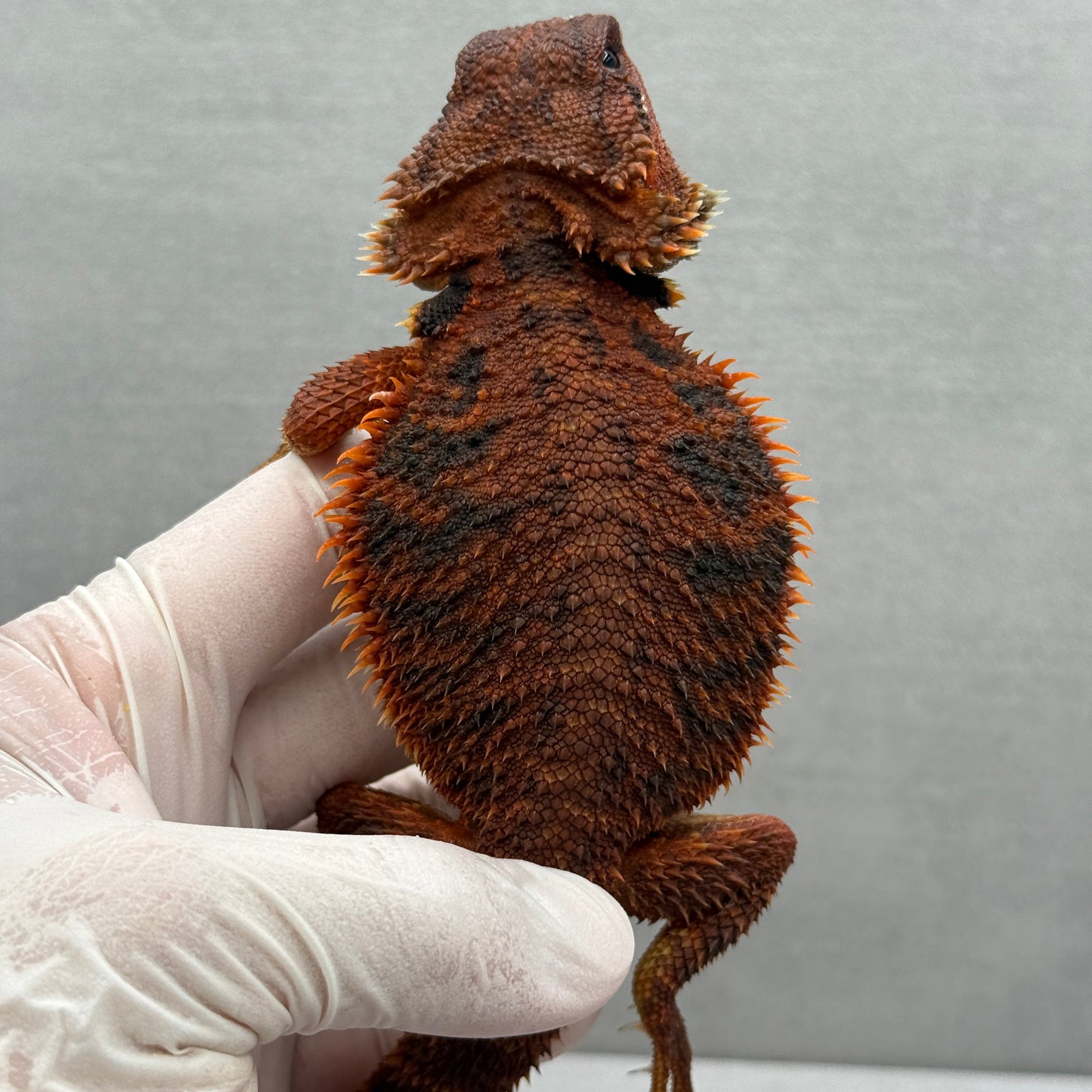 Trans Red Monster Bearded Dragon