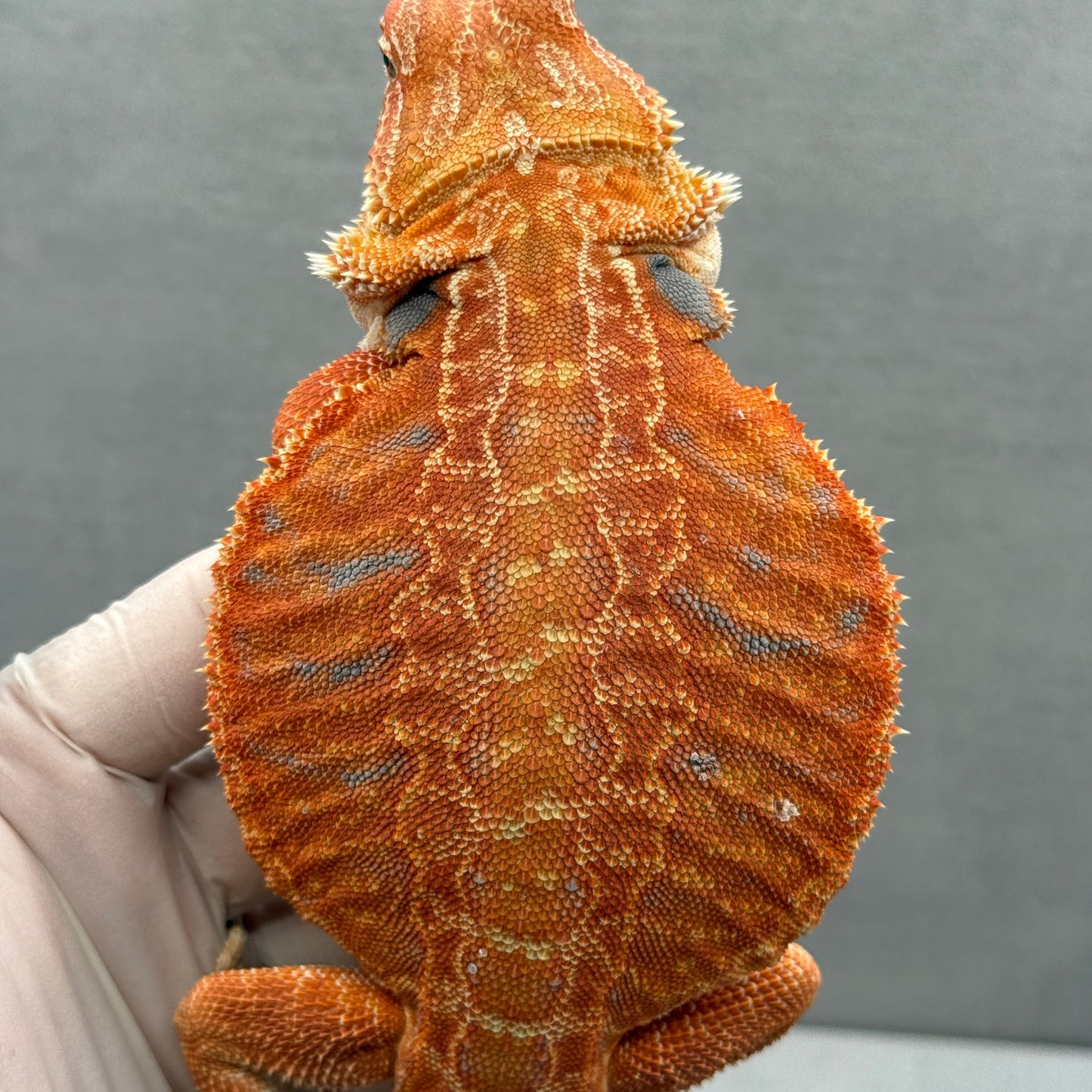 Orange Hypo Leatherback Bearded Dragon 281