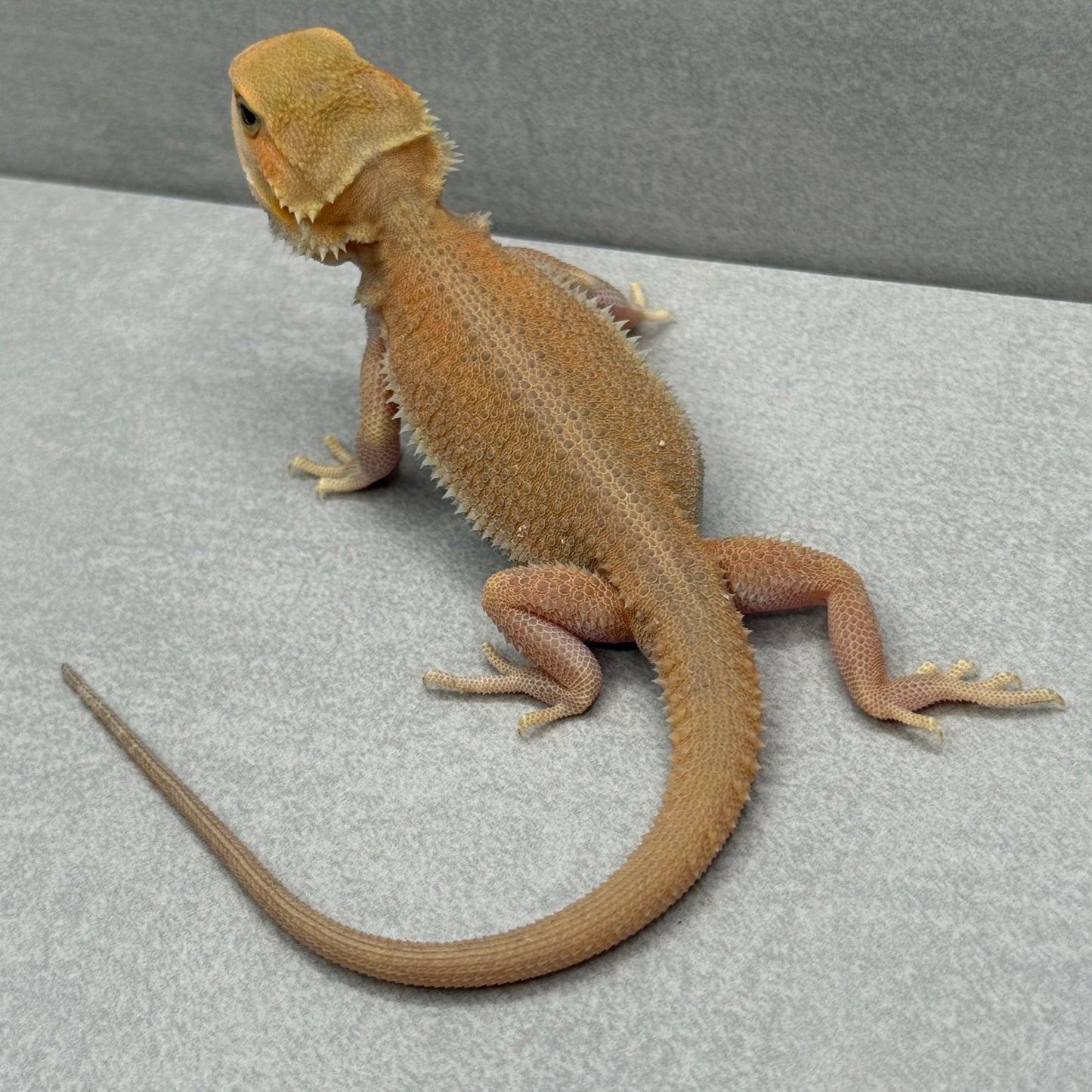 Trans Witblit Bearded Dragon 282