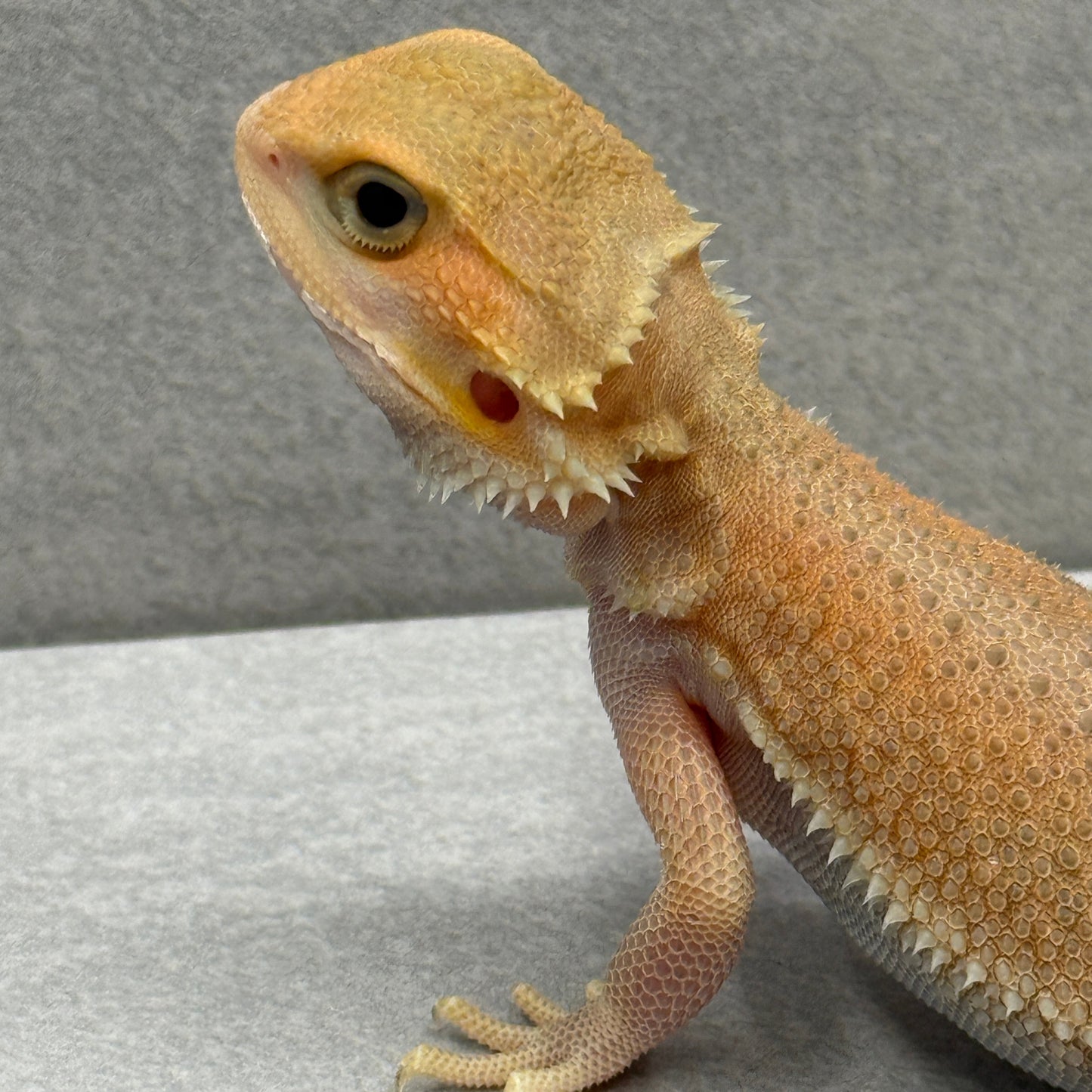 Trans Witblit Bearded Dragon 282