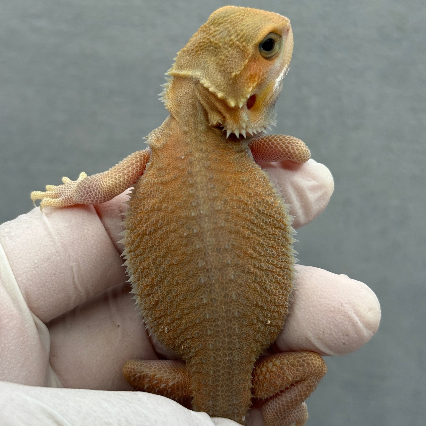Trans Witblit Bearded Dragon 282