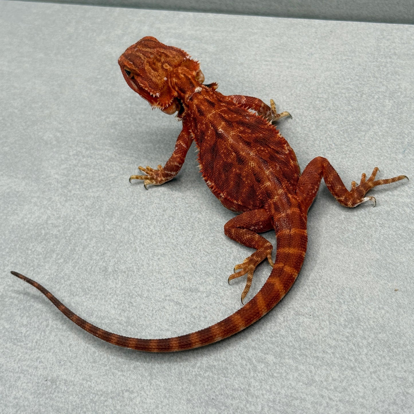 Trans Red 283 bearded dragon