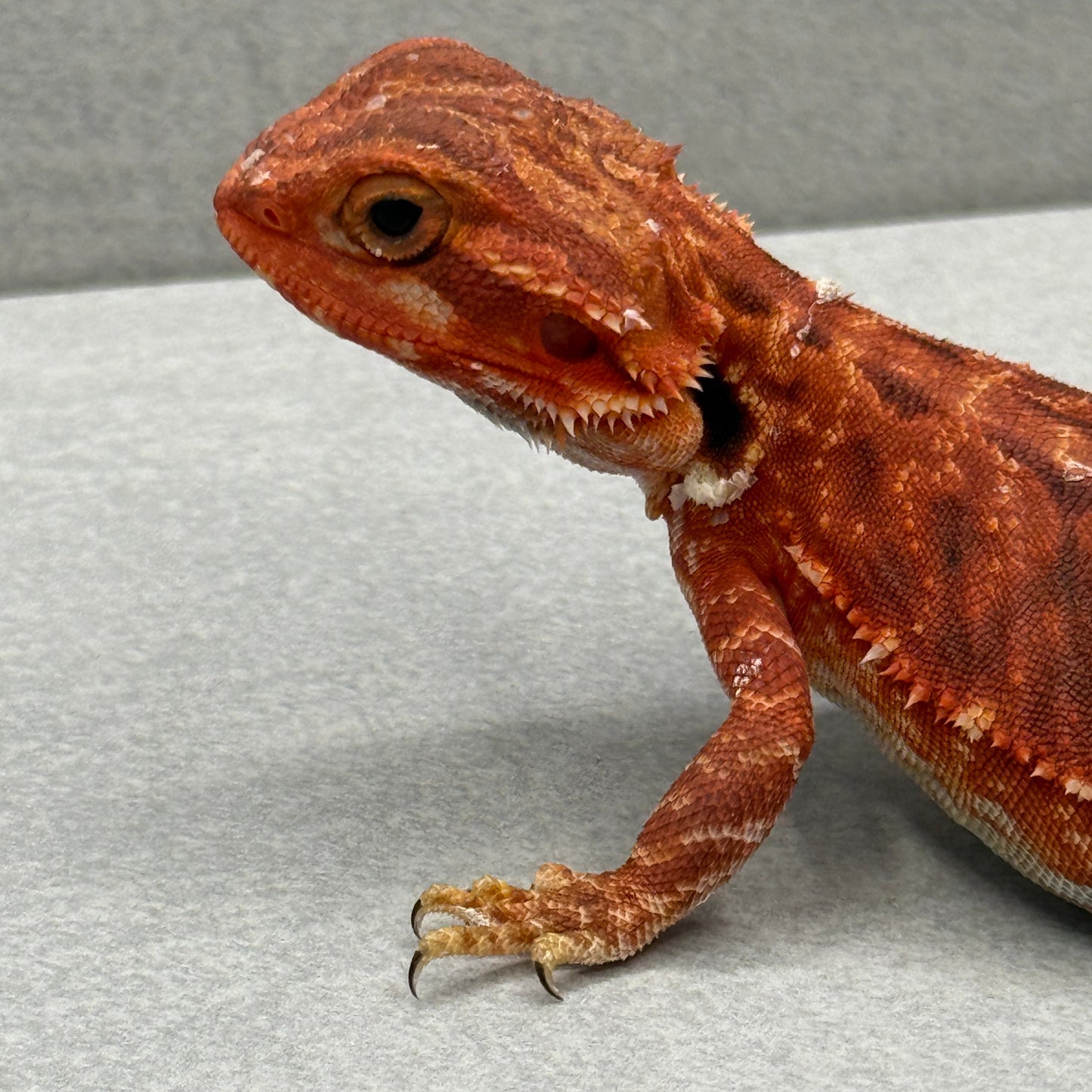 Trans Red 283 bearded dragon