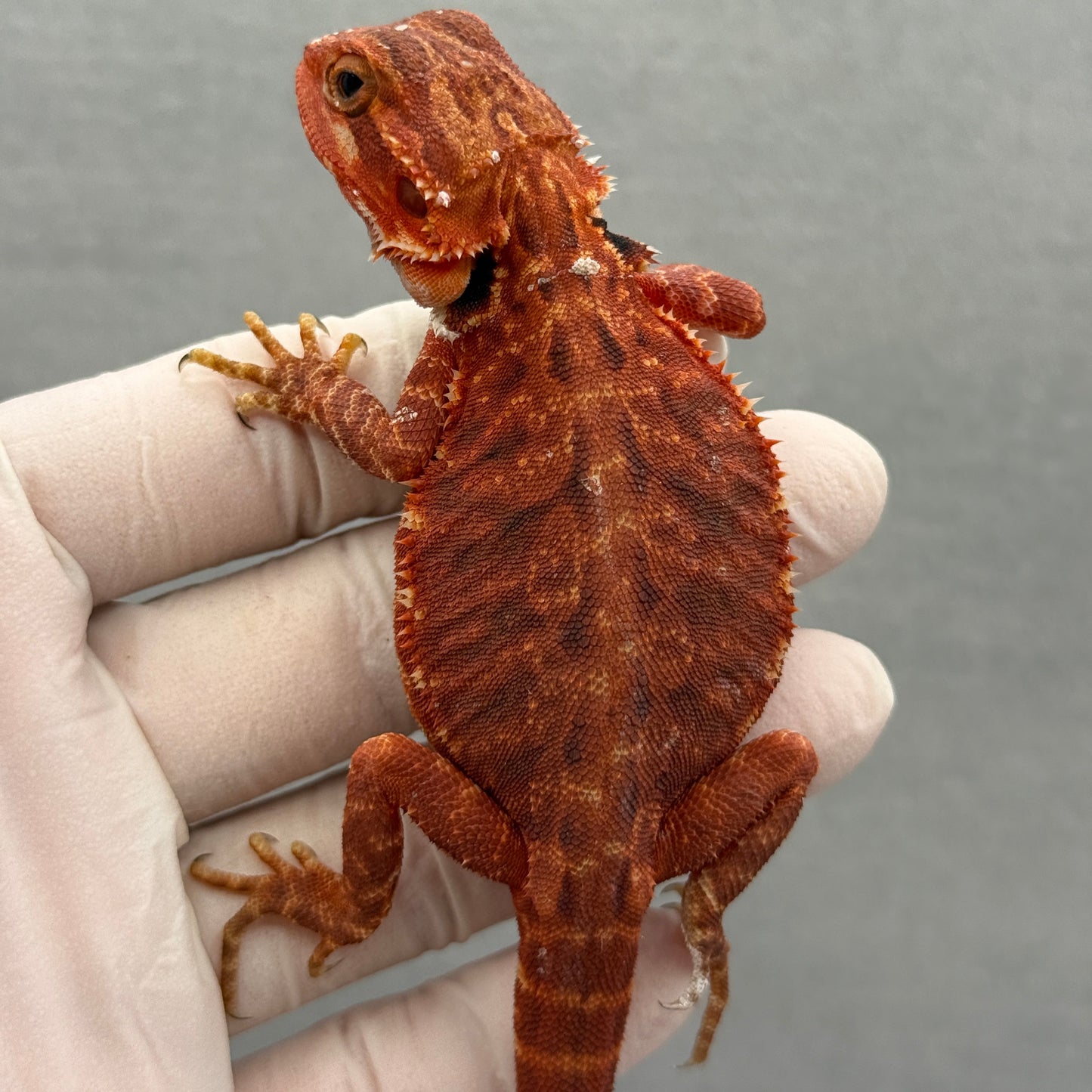 Trans Red 283 bearded dragon