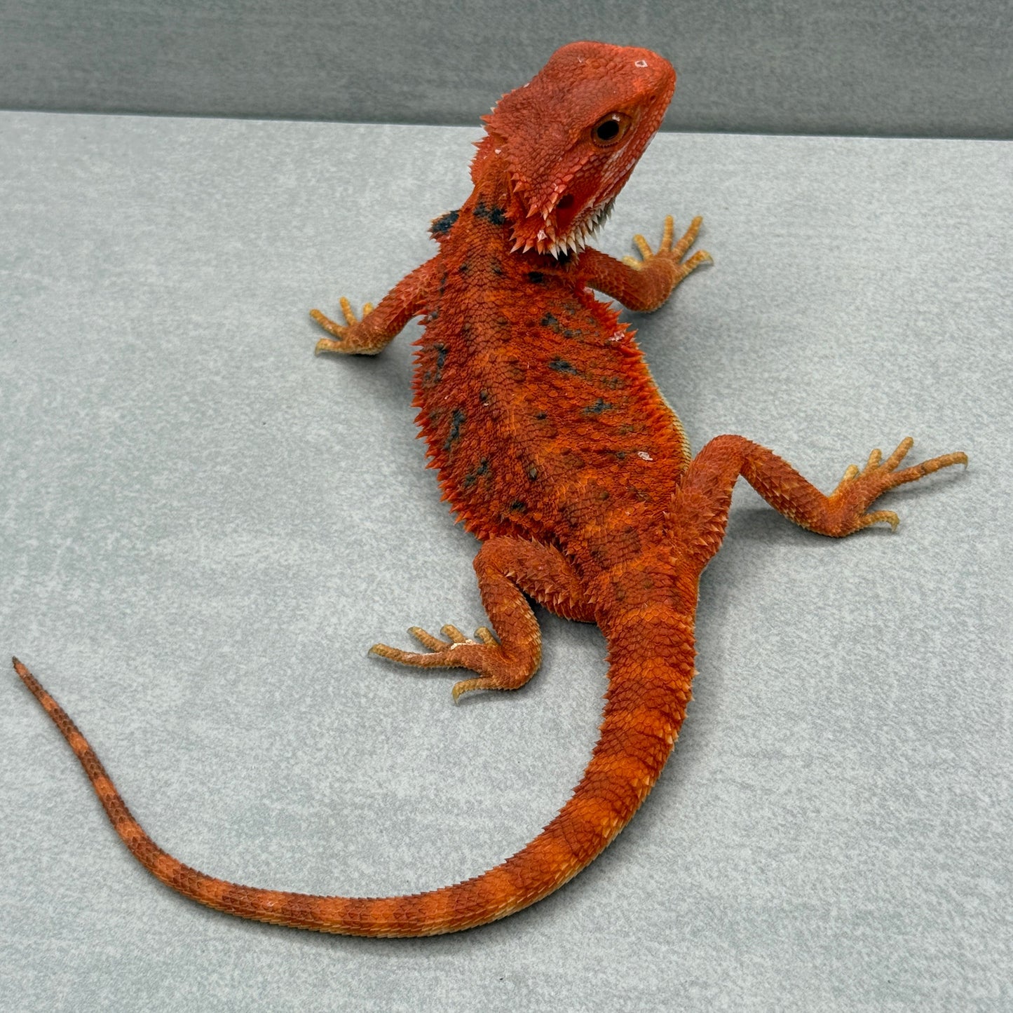 Hypo Trans Red with Bars Bearded Dragon 285