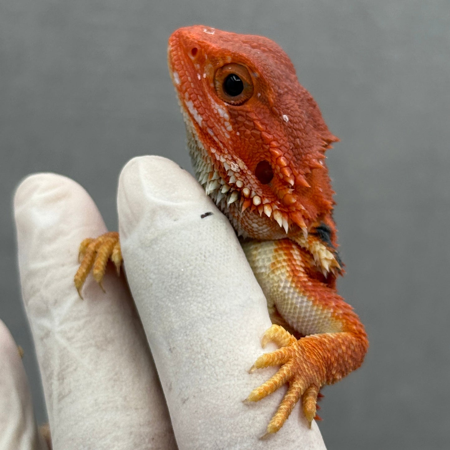 Hypo Trans Red with Bars Bearded Dragon 285