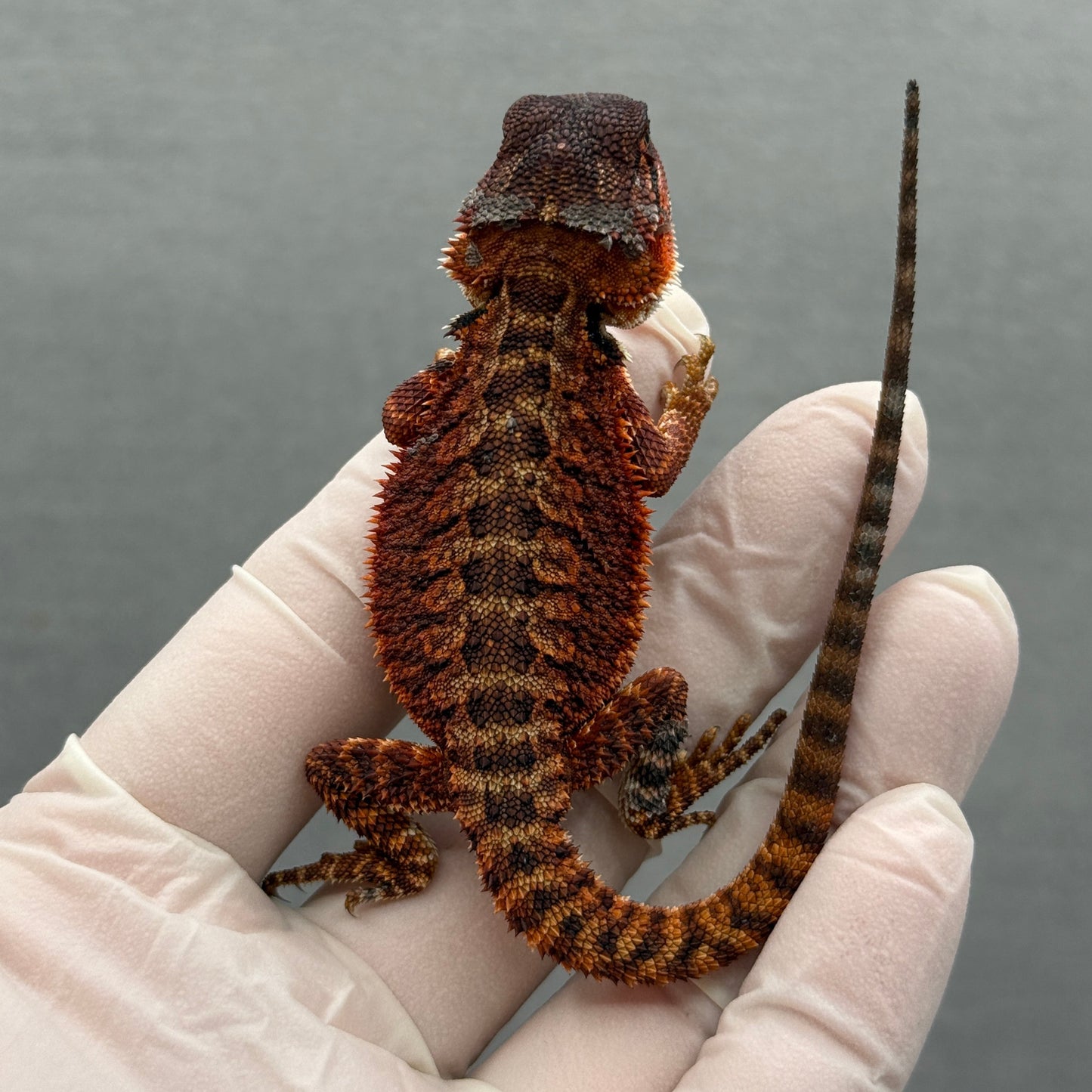 Red Monster Bearded Dragon 278