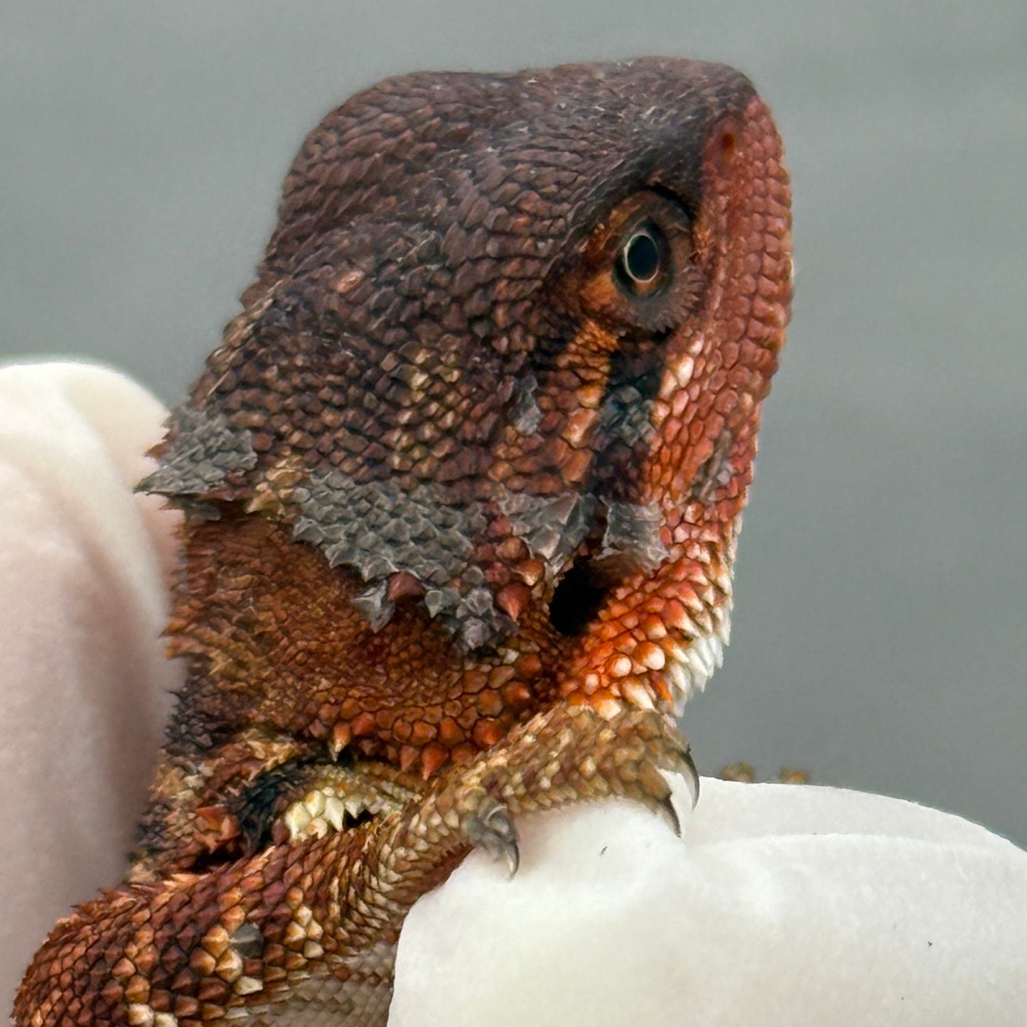 Red Monster Bearded Dragon 278