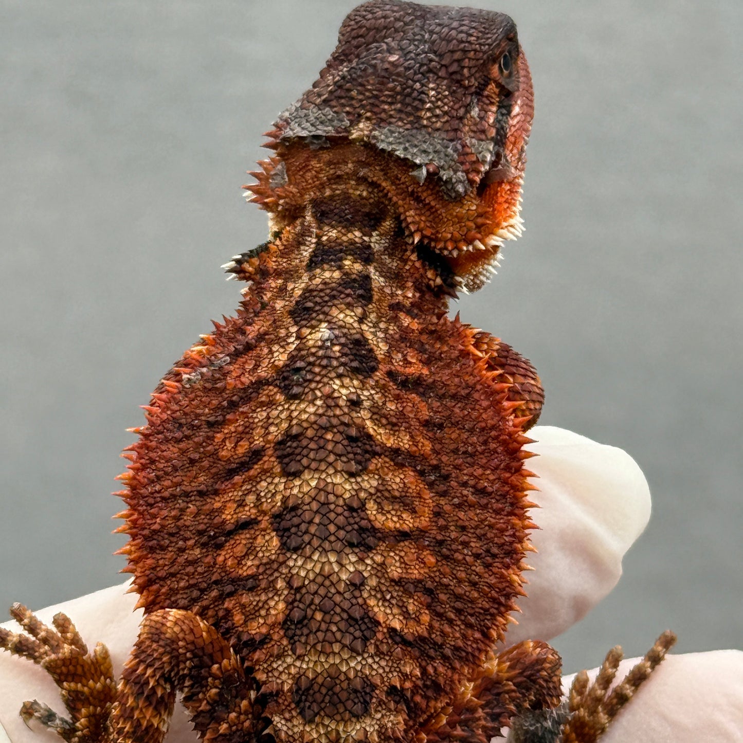 Red Monster Bearded Dragon 278