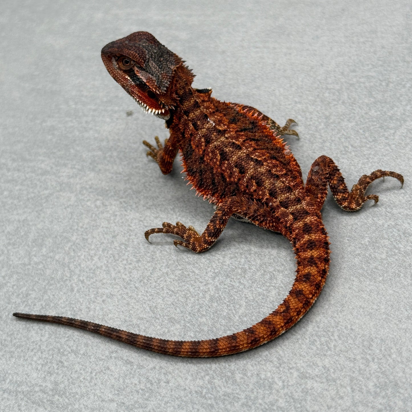Red Monster Bearded Dragon 279