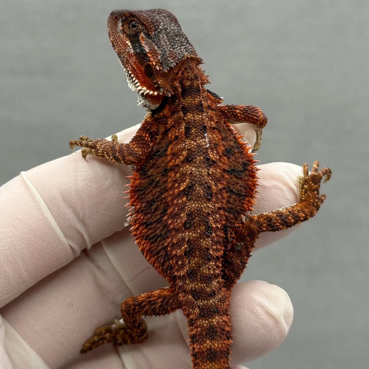 Red Monster Bearded Dragon 279