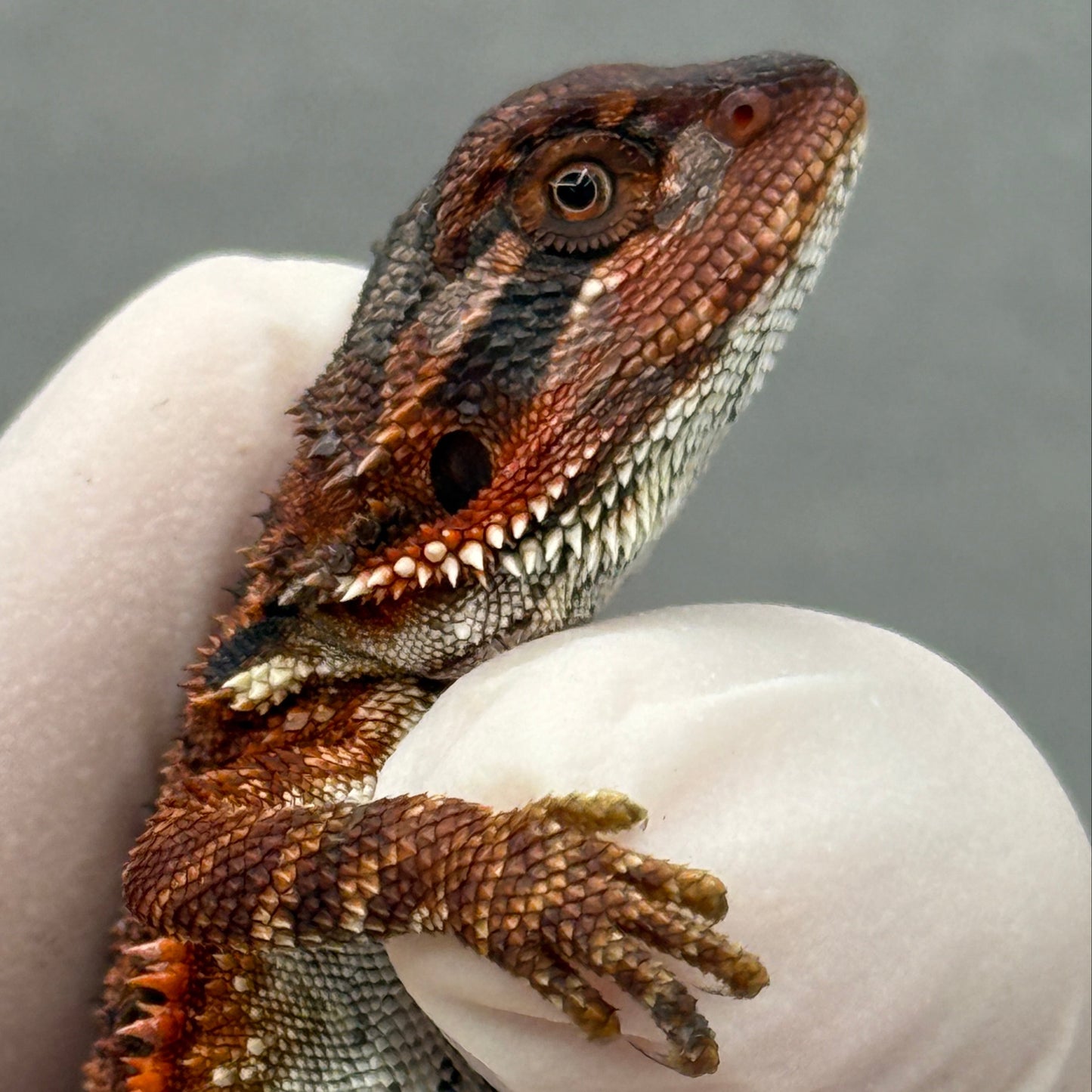 Red Monster Bearded Dragon 279